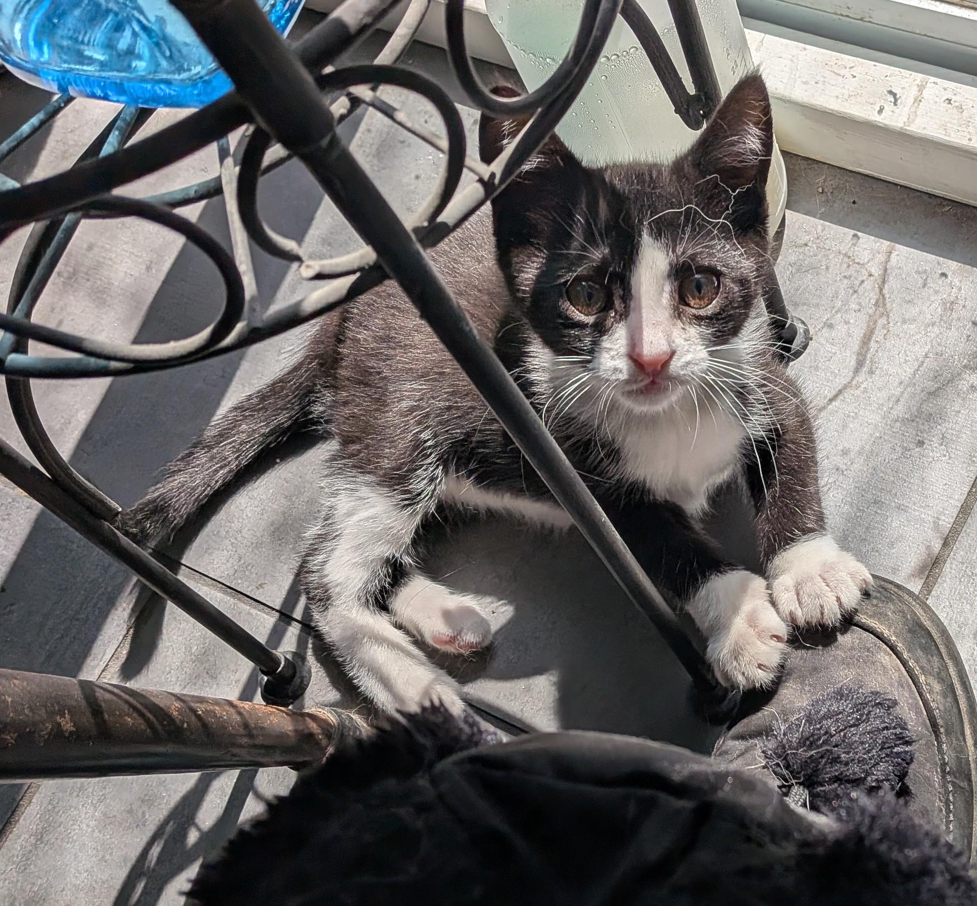 Anouk, a Adoptable Domestic Short Hair in Montreal, QC image 1/5