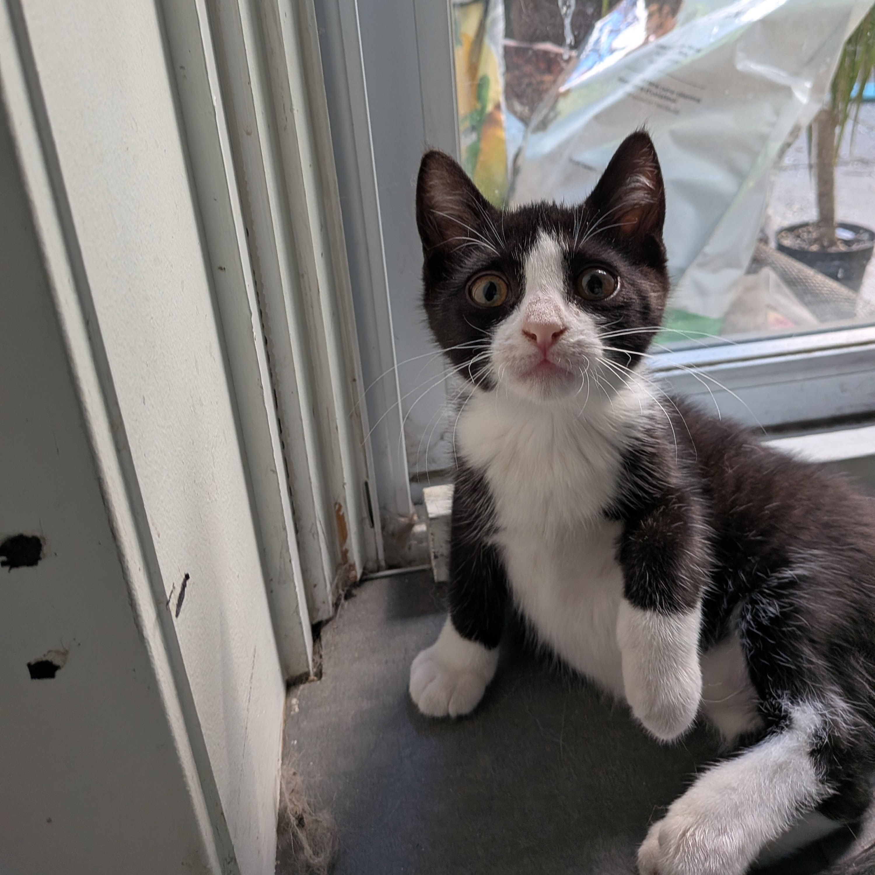Anouk, a Adoptable Domestic Short Hair in Montreal, QC image 2/5