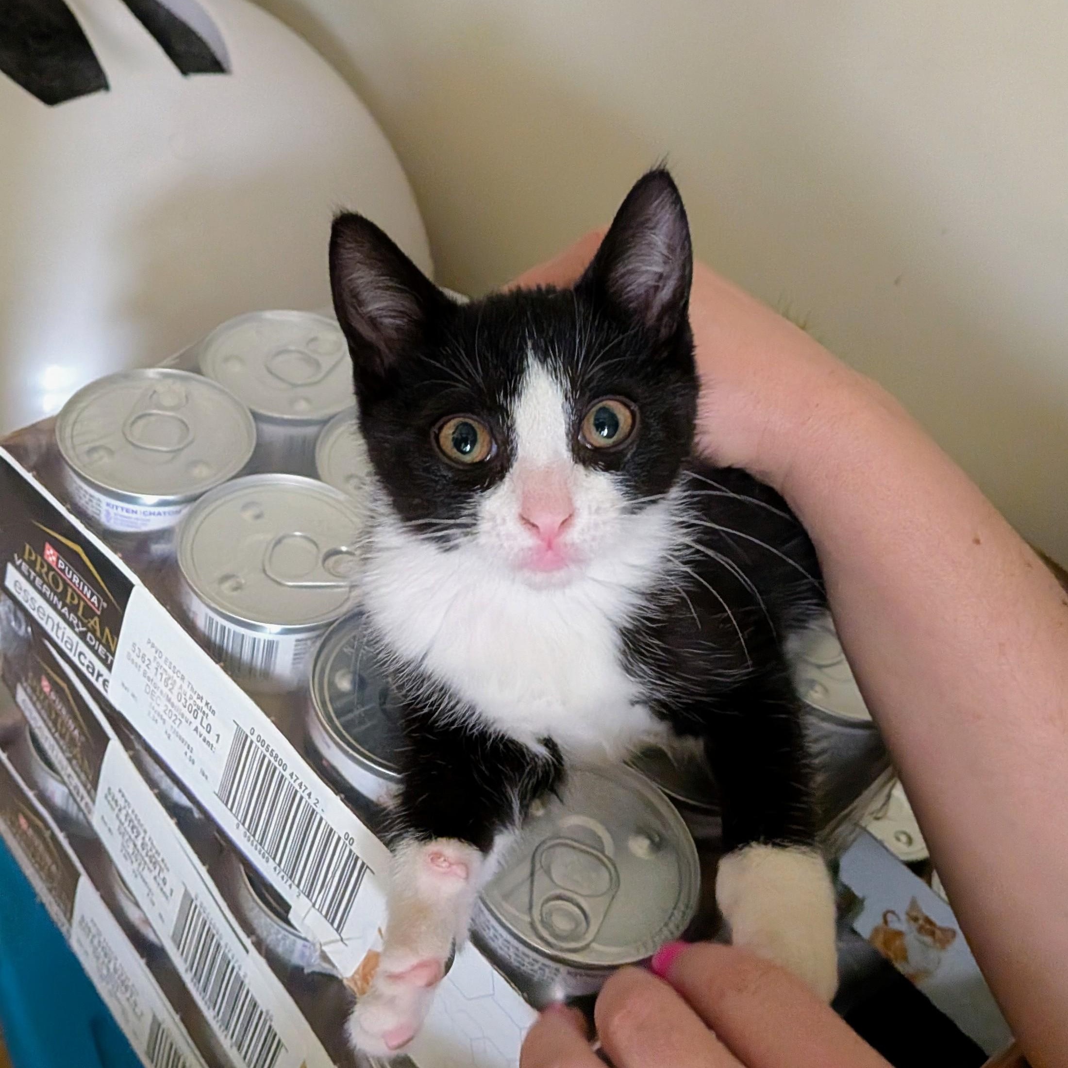 Anouk, a Adoptable Domestic Short Hair in Montreal, QC image 4/5
