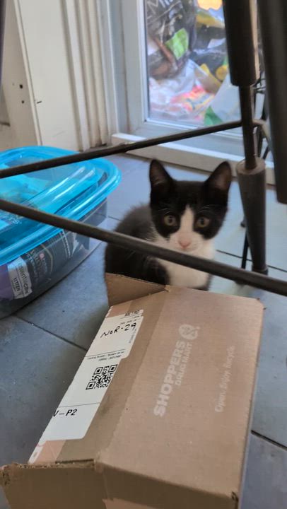 Enlarge Anouk, a Adoptable Domestic Short Hair in Montreal, QC video 5/5