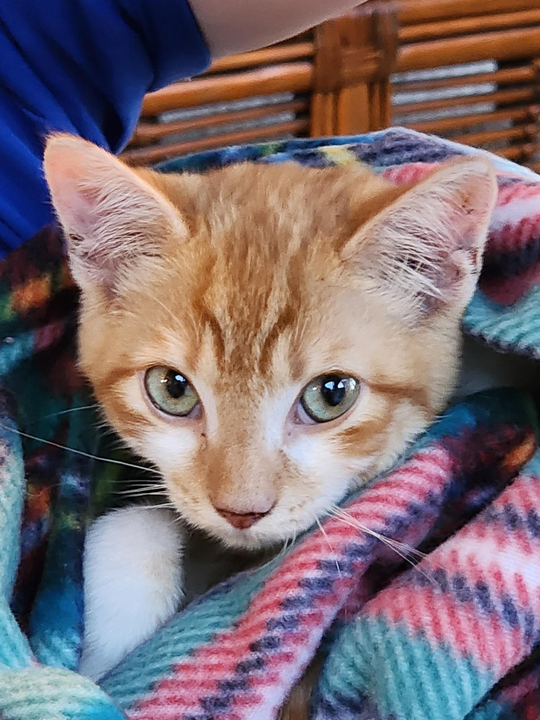 Enlarge Rhys, an adopted Domestic Short Hair in Bristol, TN image 4/4