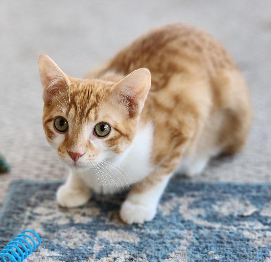 Rhys, adopted, Kitten Male Domestic Short Hair.