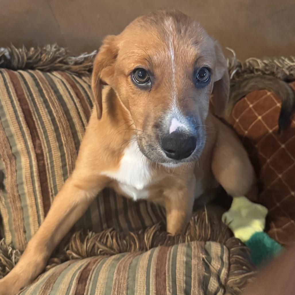Enlarge Oregon, a Adoptable mixed breed in Staten Island, NY image 1/2