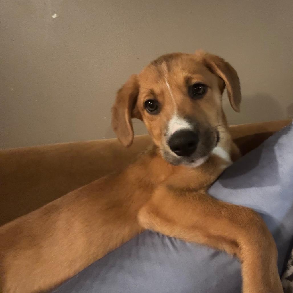 Enlarge Oregon, a Adoptable mixed breed in Staten Island, NY image 2/2