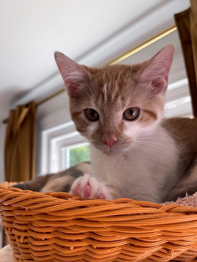 Blooper26, Adoptable, Kitten Male Domestic Short Hair.