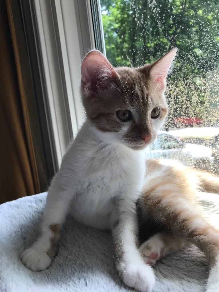 Enlarge Blooper26, a Adoptable mixed breed in Youngsville, NC image 2/2