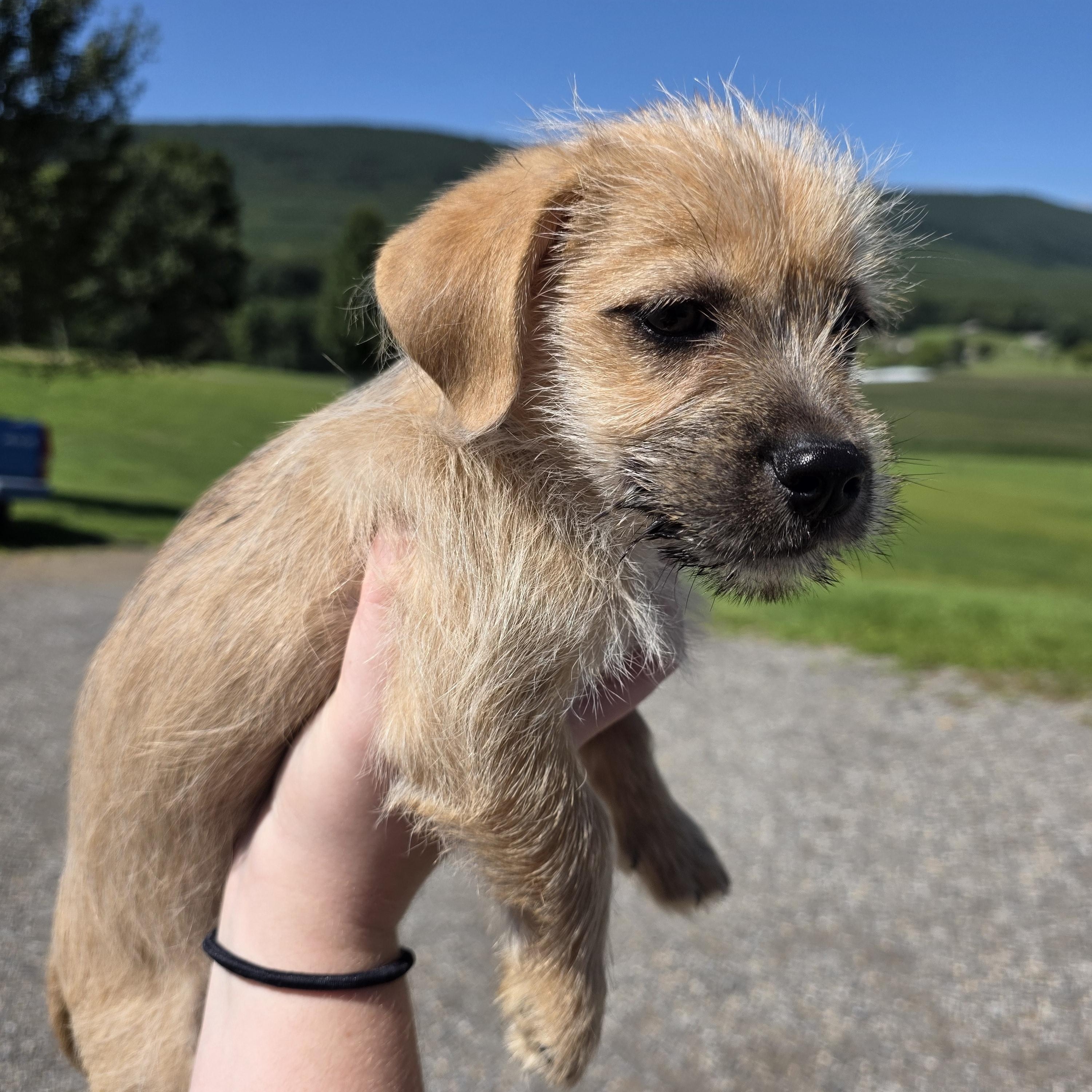 Enlarge Peanut, an adopted mixed breed in Covington, VA image 2/4