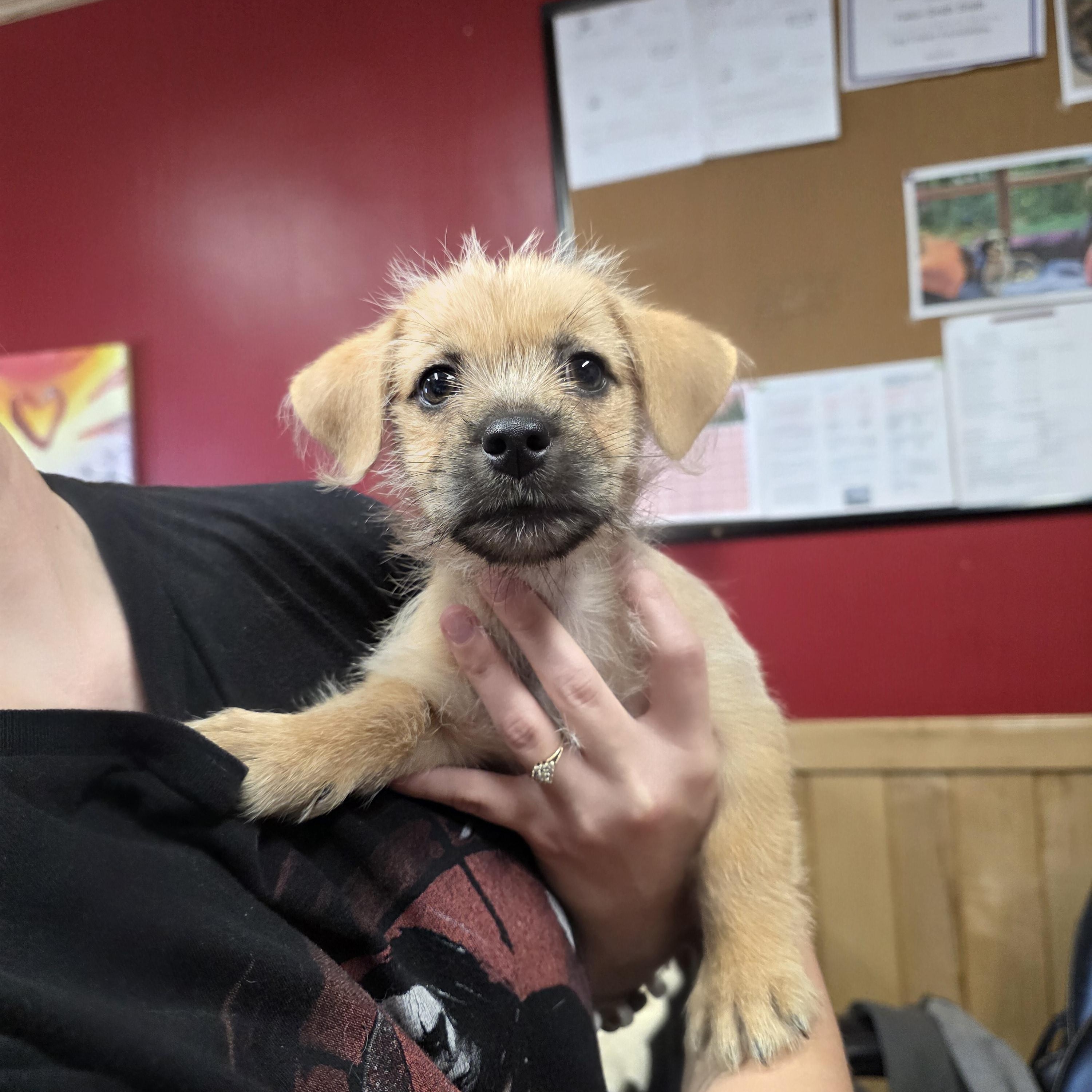 Enlarge Peanut, an adopted mixed breed in Covington, VA image 1/4