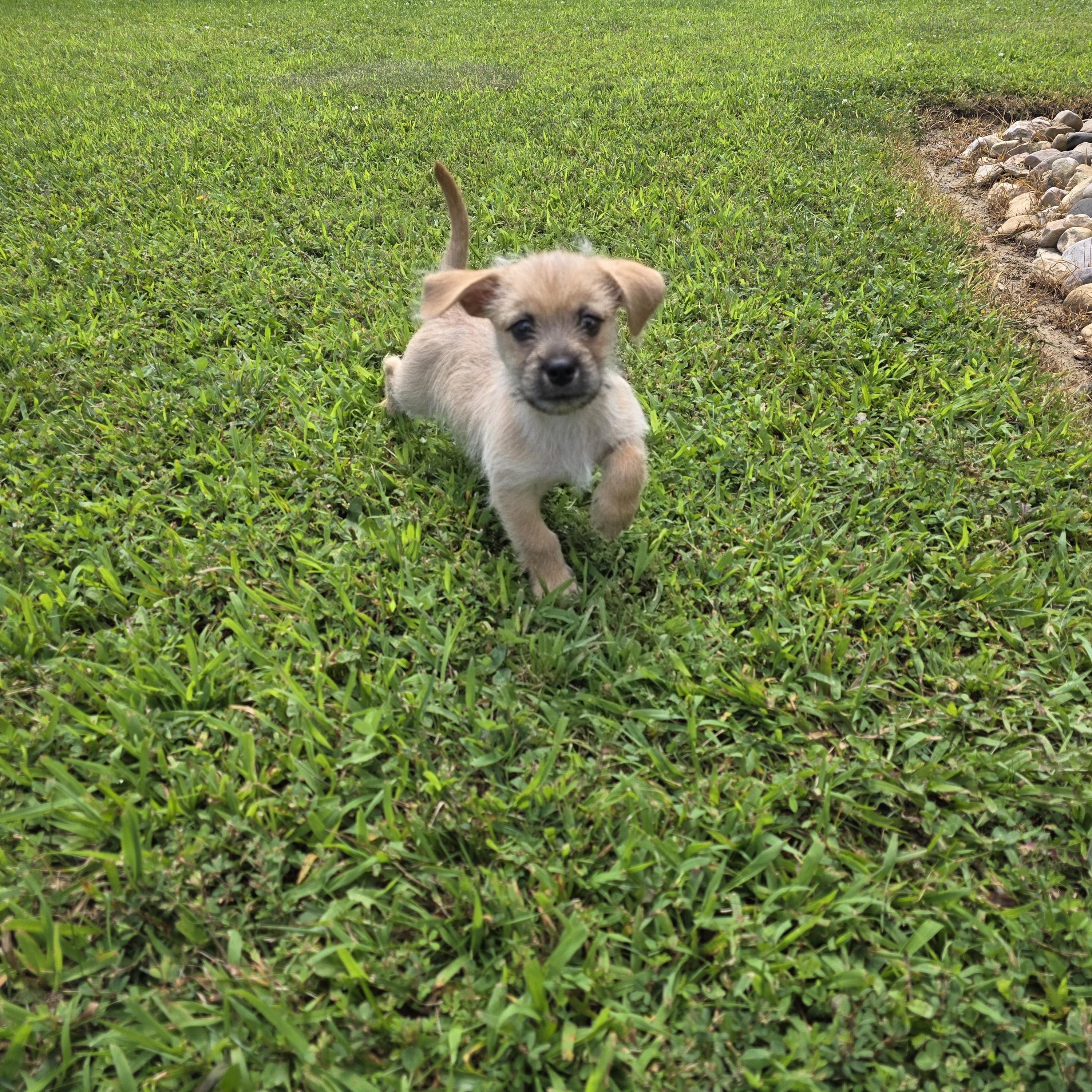 Enlarge Peanut, an adopted mixed breed in Covington, VA image 3/4