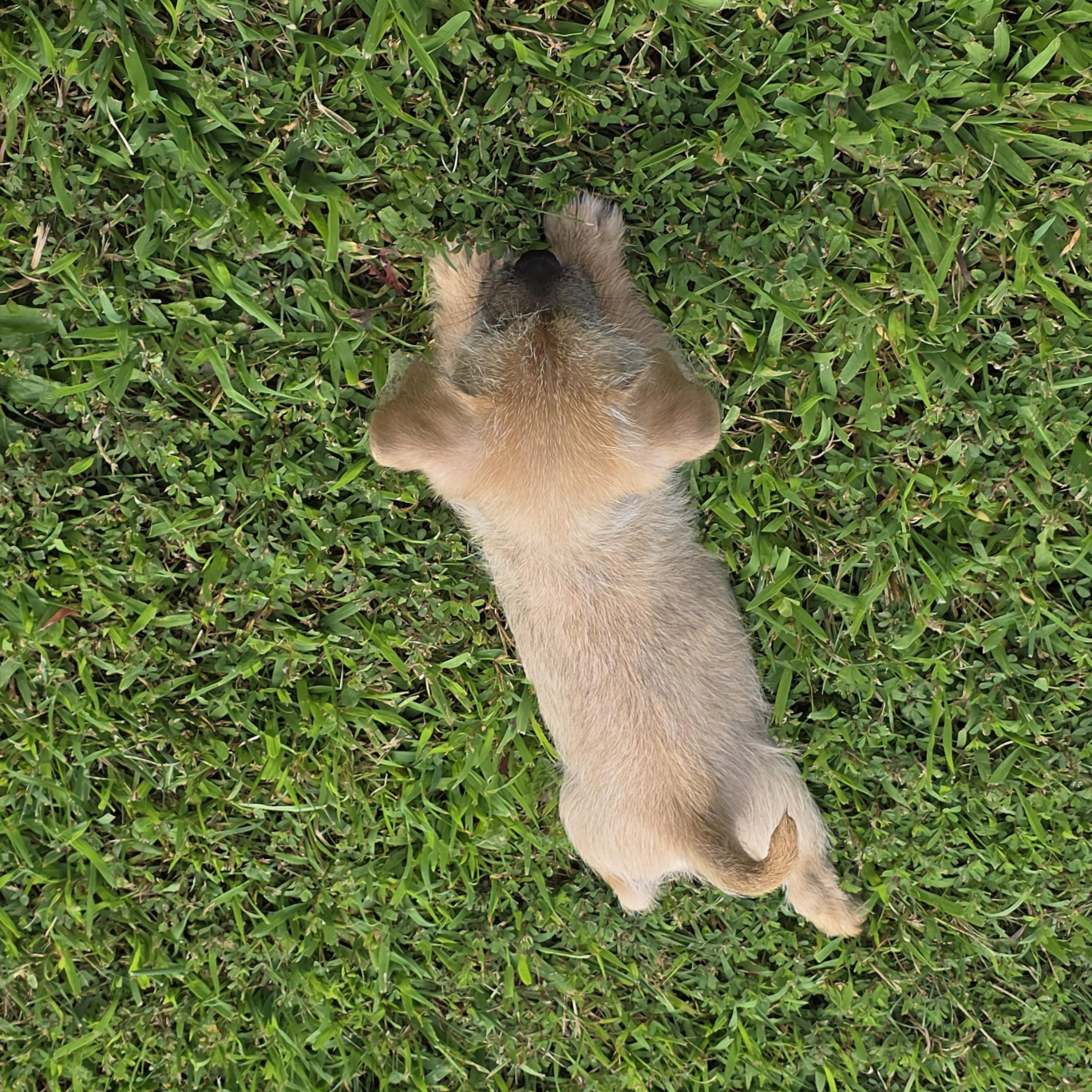 Enlarge Peanut, an adopted mixed breed in Covington, VA image 4/4