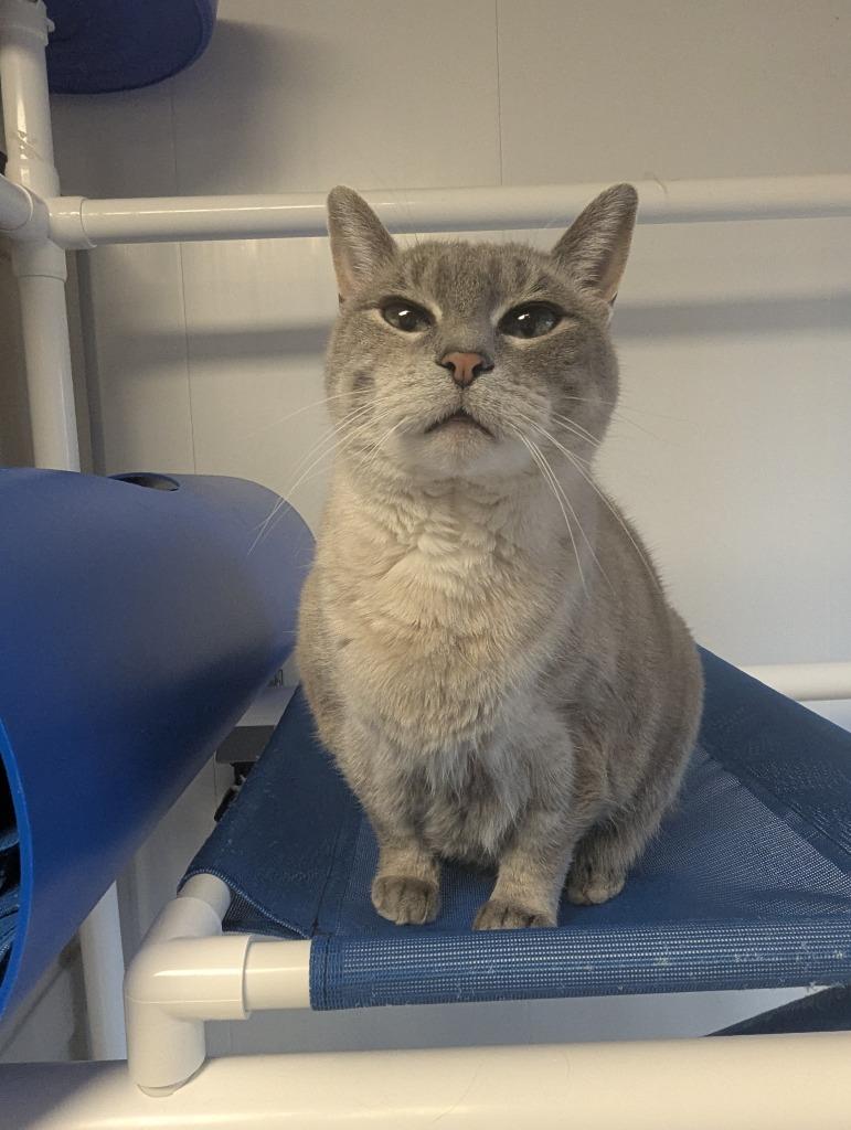 Sweetie, Adoptable, Senior Female Siamese.