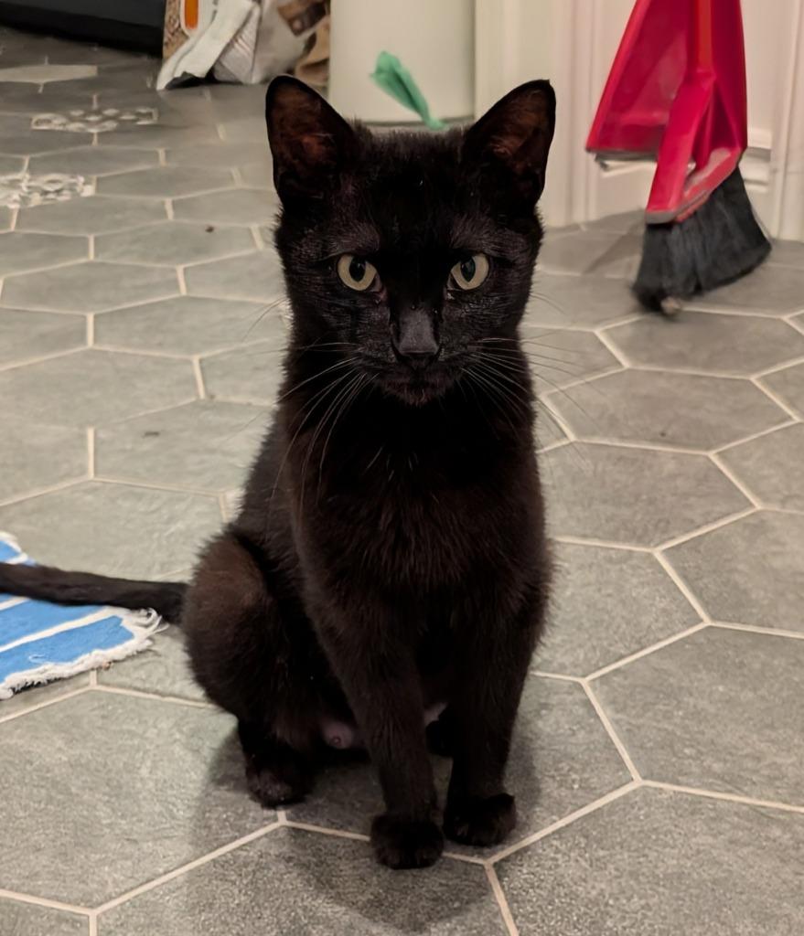 Enlarge Molly, a Adoptable Domestic Short Hair in Arthur, ON image 1/6