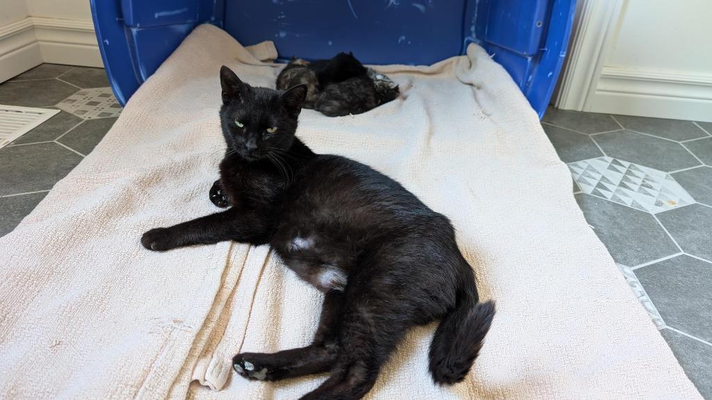 Enlarge Molly, a Adoptable Domestic Short Hair in Arthur, ON image 2/6