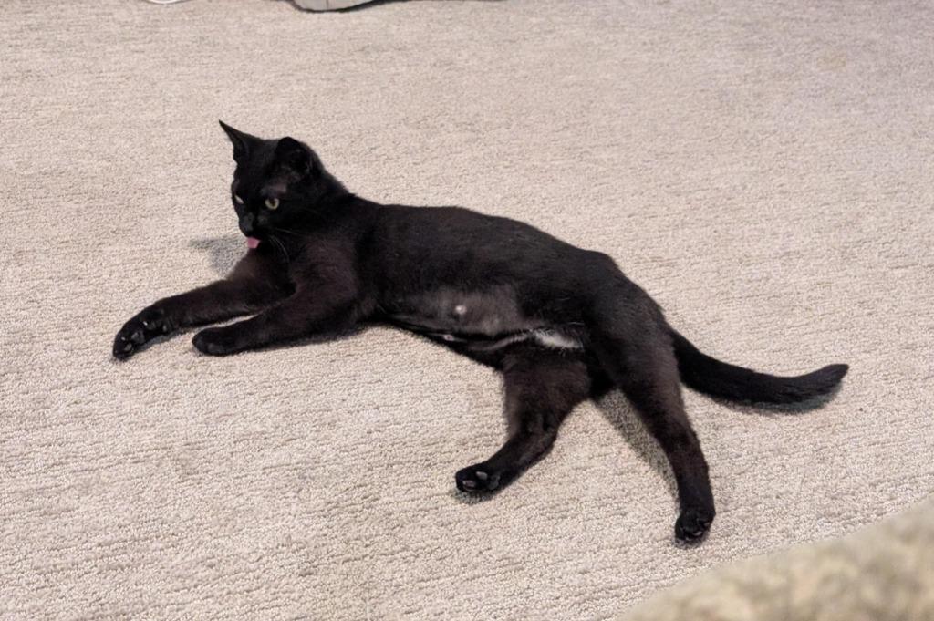 Enlarge Molly, a Adoptable Domestic Short Hair in Arthur, ON image 5/6