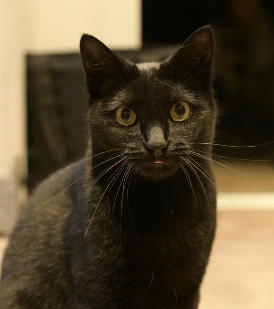 Enlarge Molly, a Adoptable Domestic Short Hair in Arthur, ON image 6/6