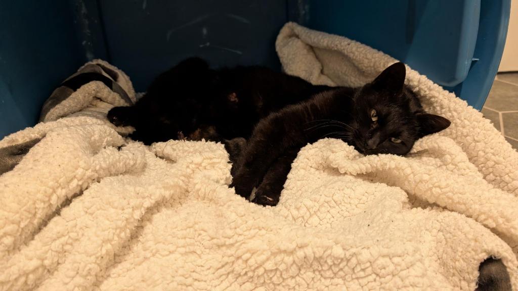 Enlarge Molly, a Adoptable Domestic Short Hair in Arthur, ON image 5/6