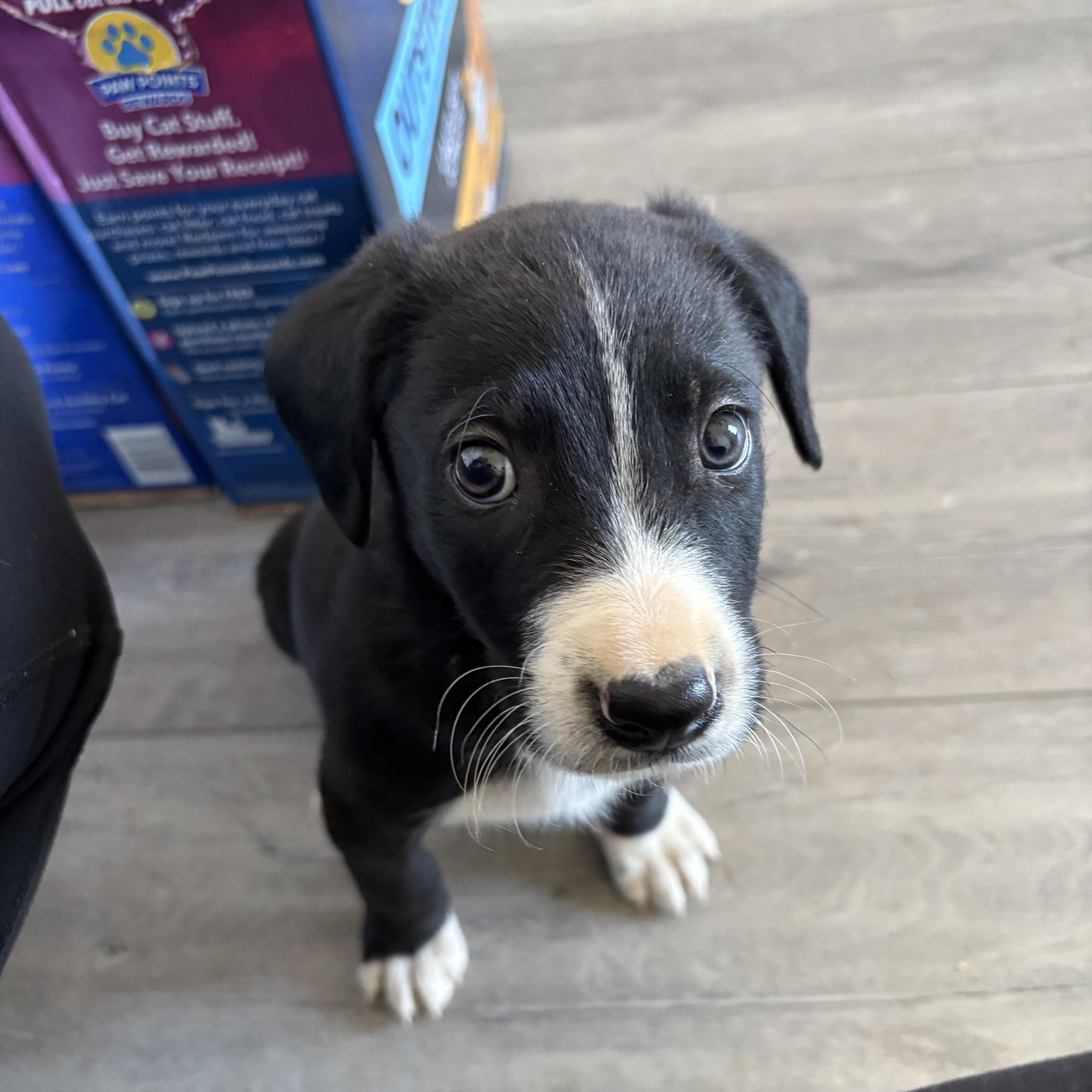 Winter, Adopted, Young Male Mixed Breed.