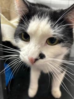 Enlarge Monroe, a Adoptable Domestic Medium Hair in Palo Cedro, CA image 1/1