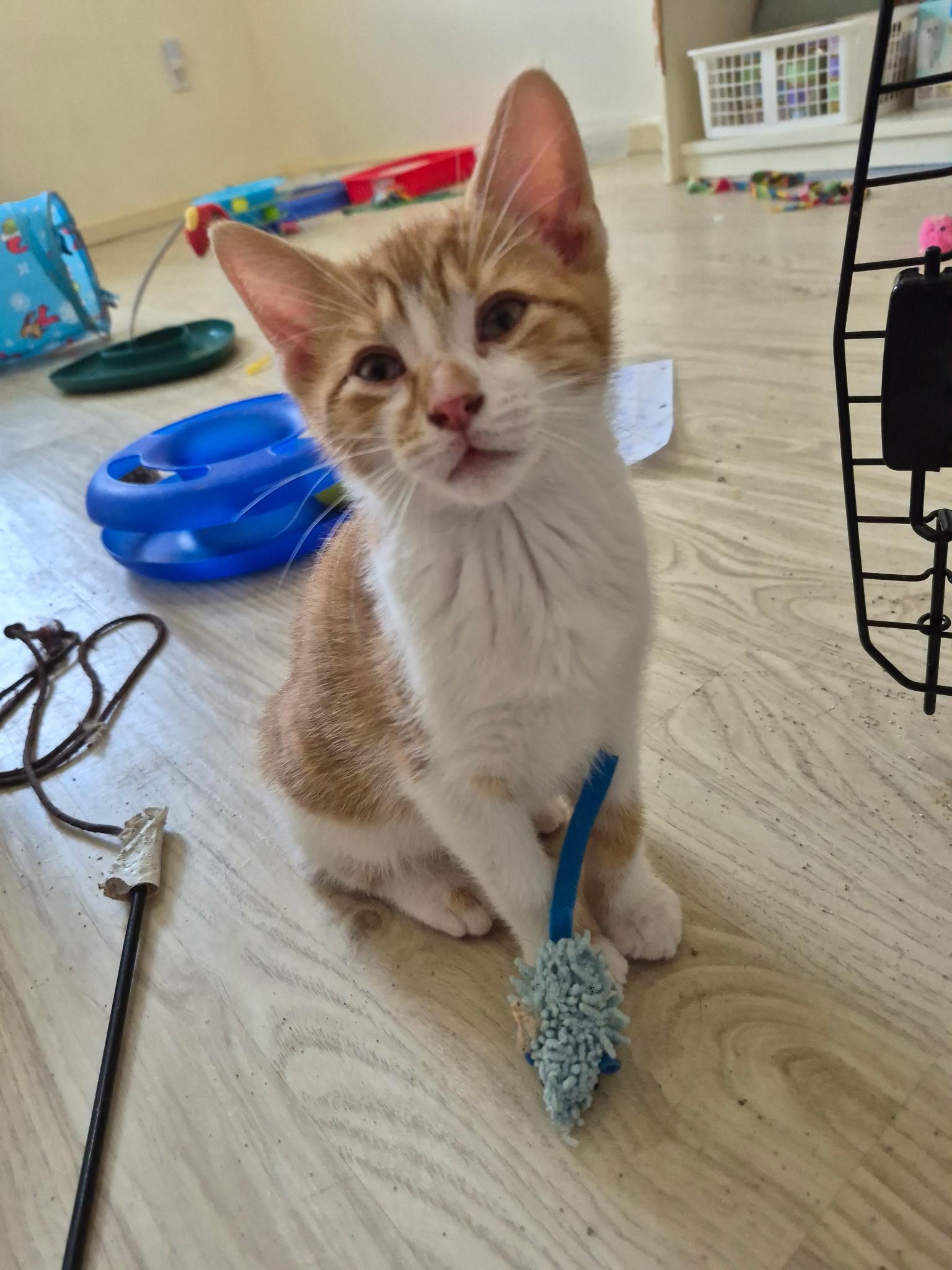 Enlarge Freckles, an adopted Domestic Short Hair in Philadelphia, PA image 1/2