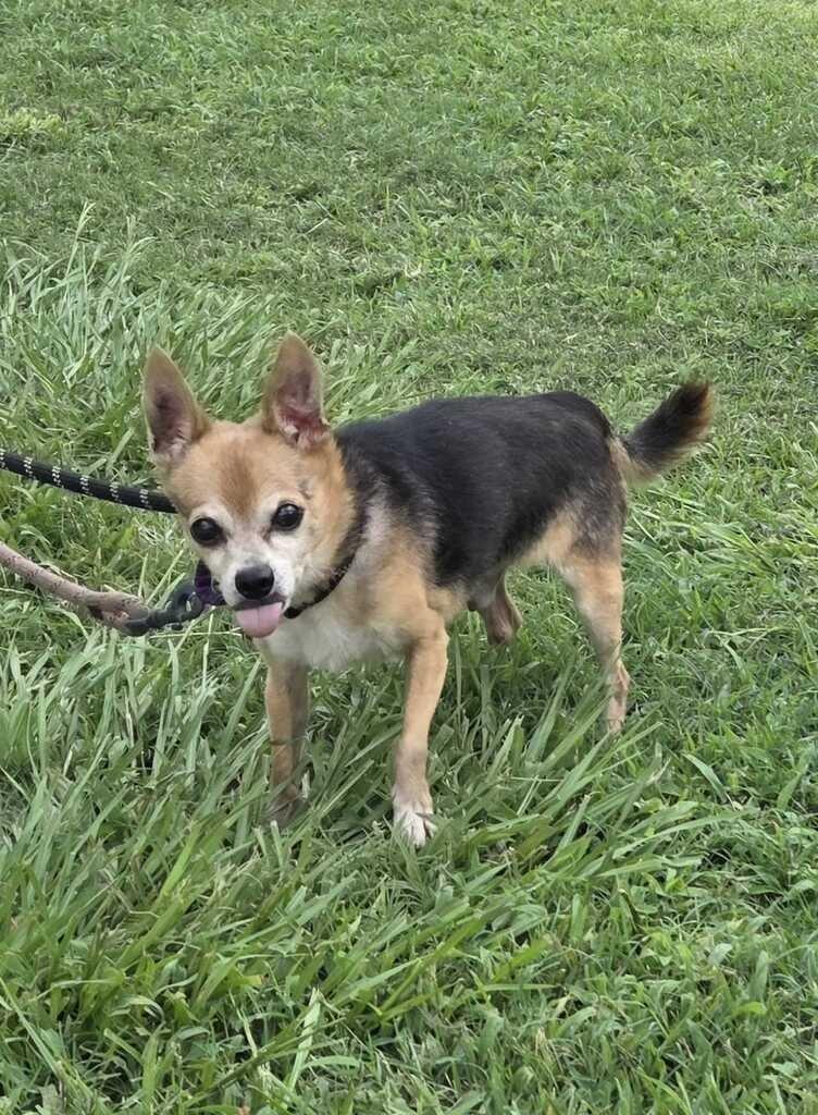 Felix (Senior in foster), Adoptable, Senior Male Chihuahua.