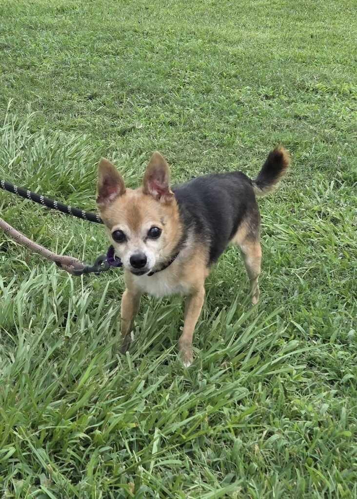 Enlarge Felix (Senior in foster), a Adoptable Chihuahua in New Orleans, LA image 2/3