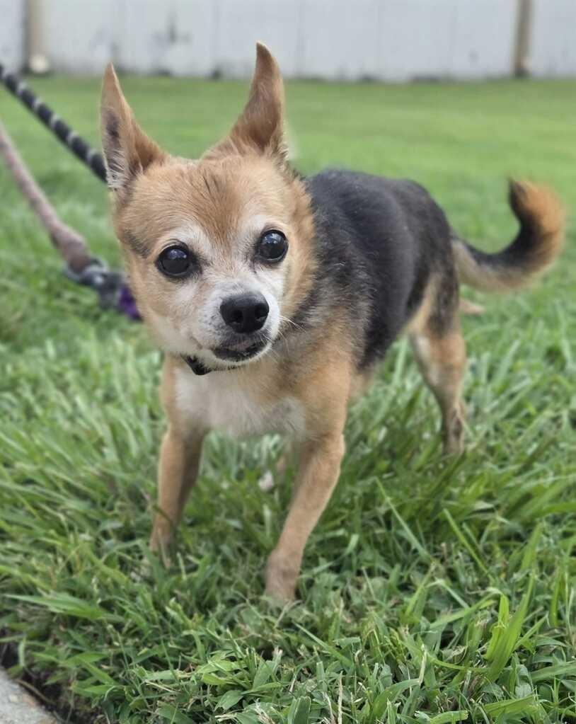 Enlarge Felix (Senior in foster), a Adoptable Chihuahua in New Orleans, LA image 3/3