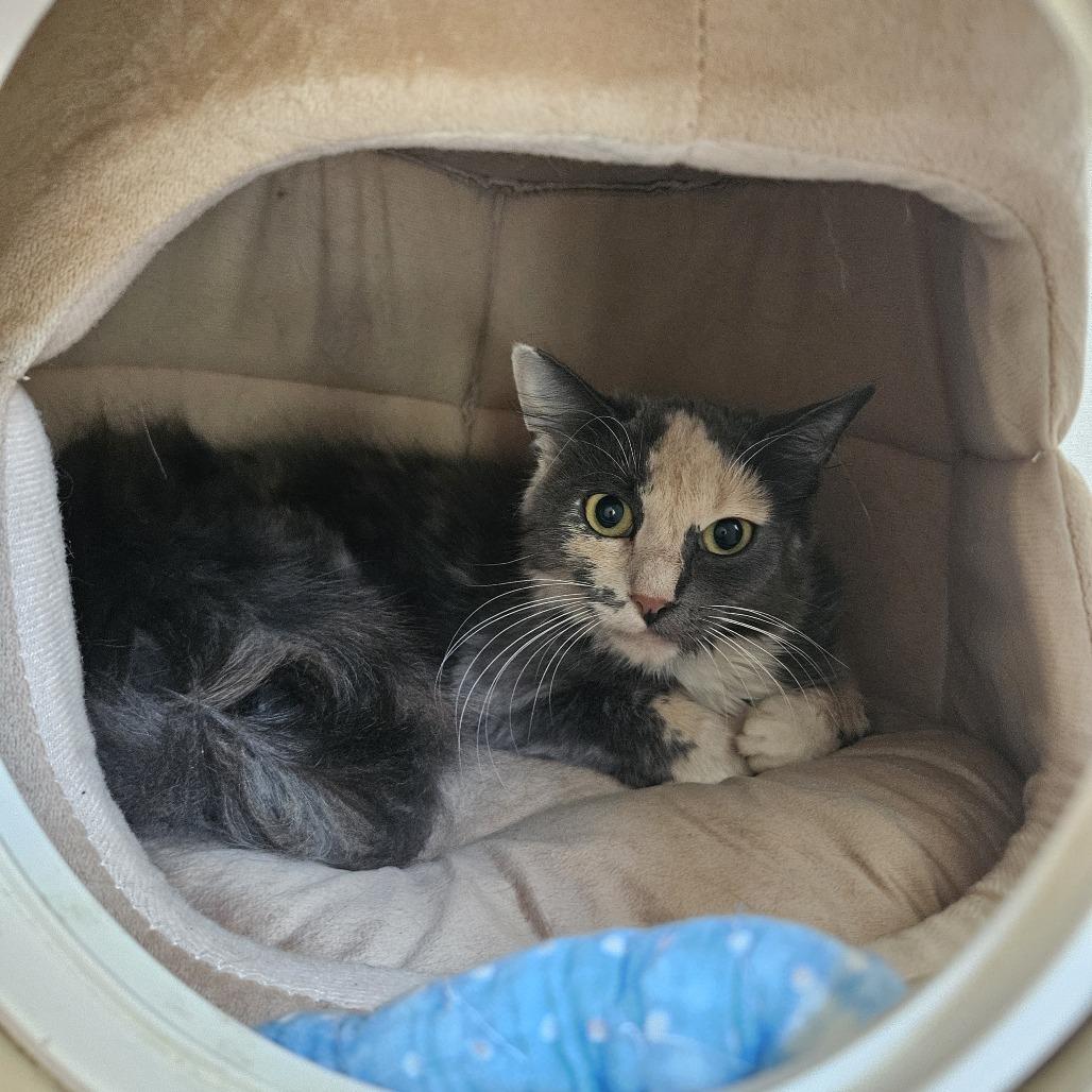 Enlarge Ruby, a Adoptable Domestic Medium Hair in Conway, NH image 1/3