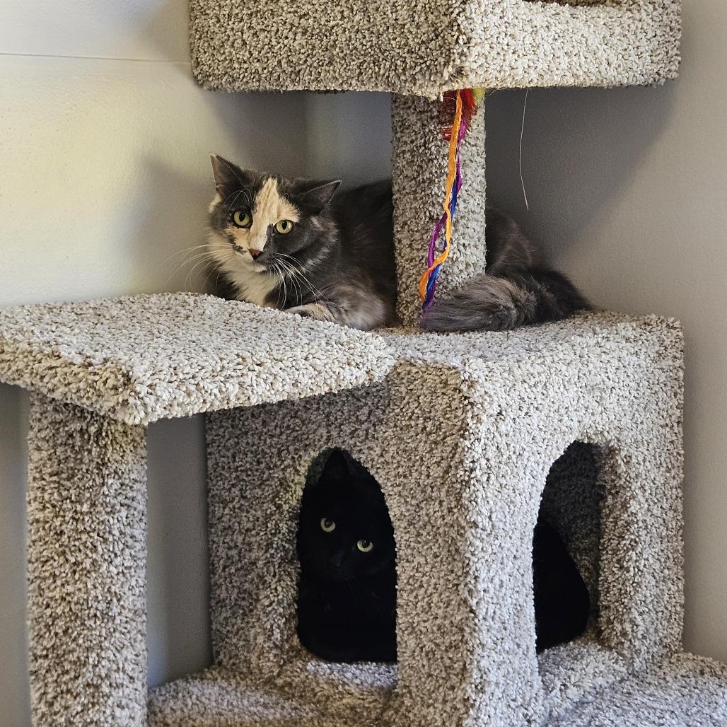 Enlarge Ruby, a Adoptable Domestic Medium Hair in Conway, NH image 2/6
