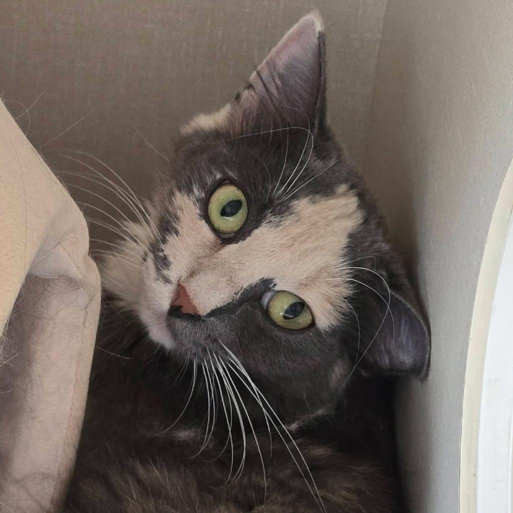 Enlarge Ruby, a Adoptable Domestic Medium Hair in Conway, NH image 2/3