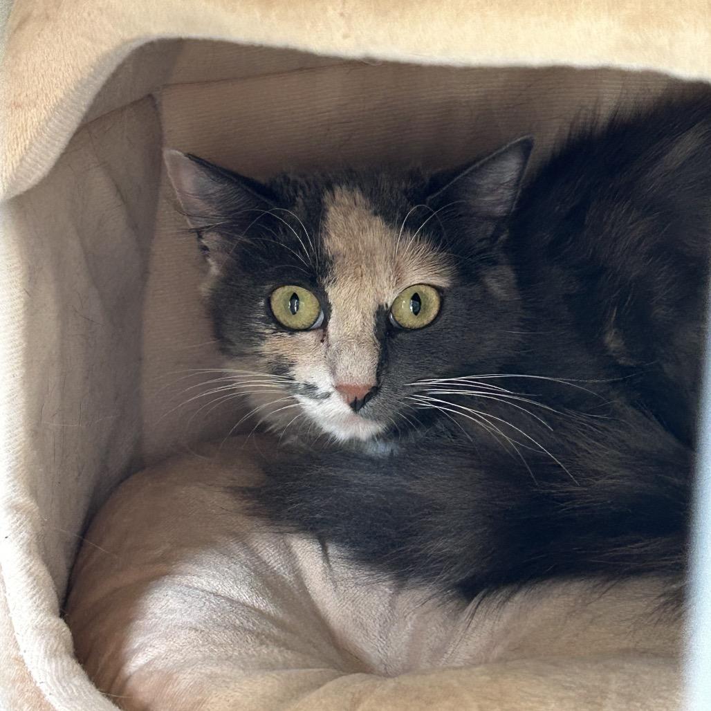 Enlarge Ruby, a Adoptable Domestic Medium Hair in Conway, NH image 3/3