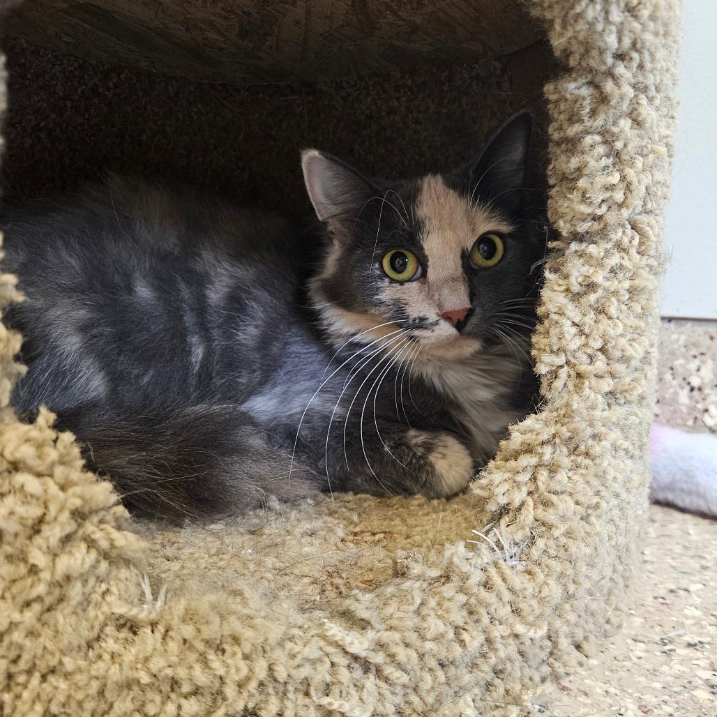 Enlarge Ruby, a Adoptable Domestic Medium Hair in Conway, NH image 5/6