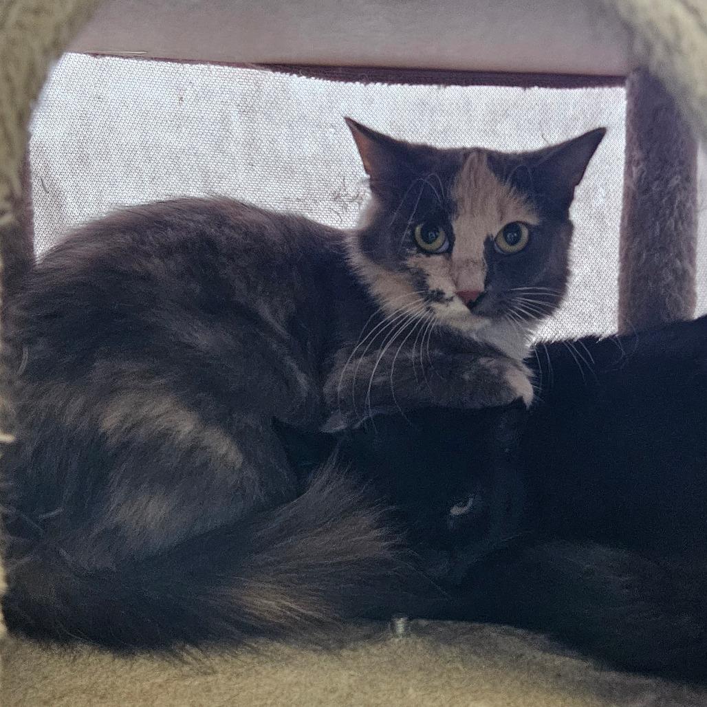 Enlarge Ruby, a Adoptable Domestic Medium Hair in Conway, NH image 6/6