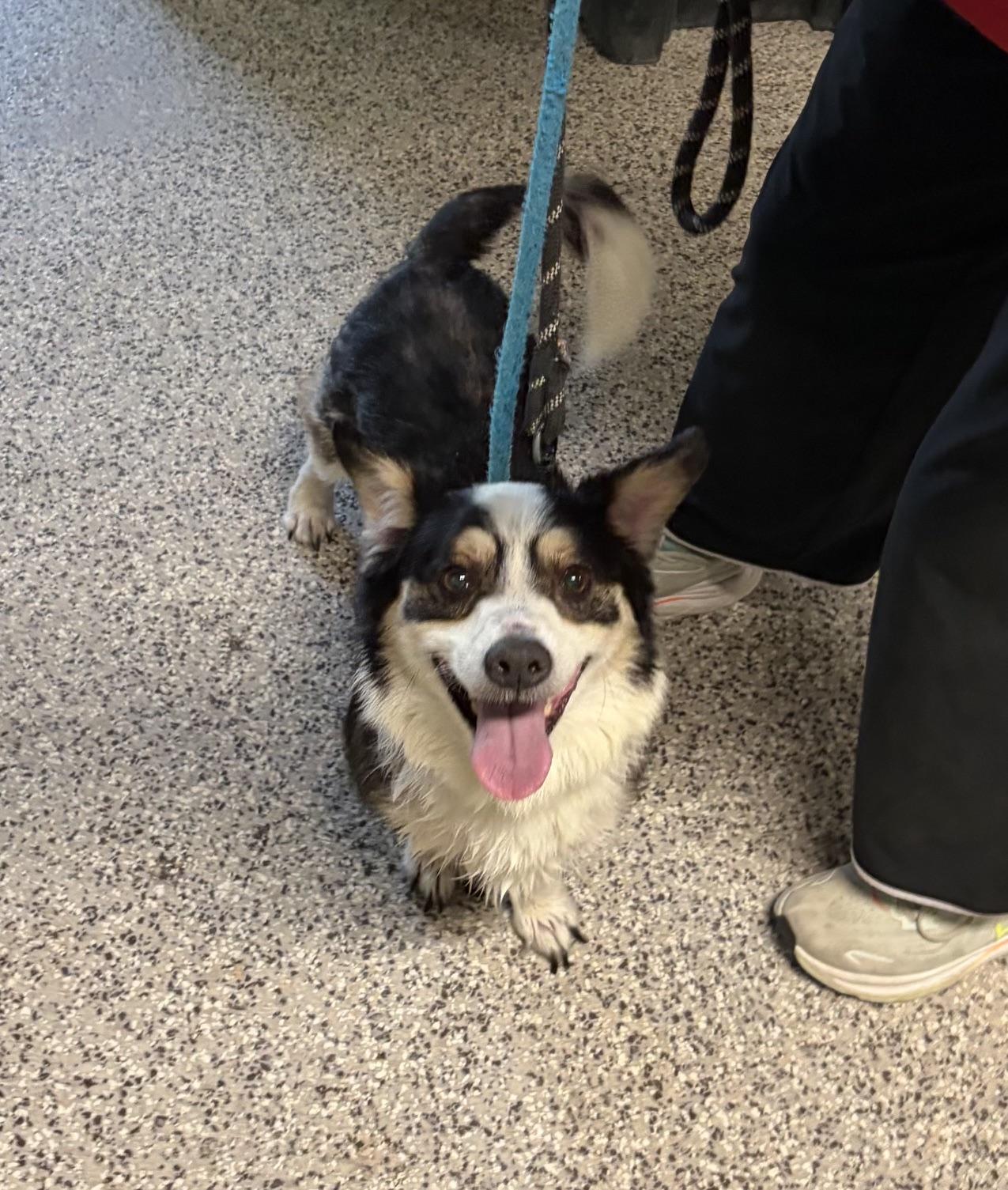 RANGER (Rescue welcome), adopted, Senior Male Corgi.
