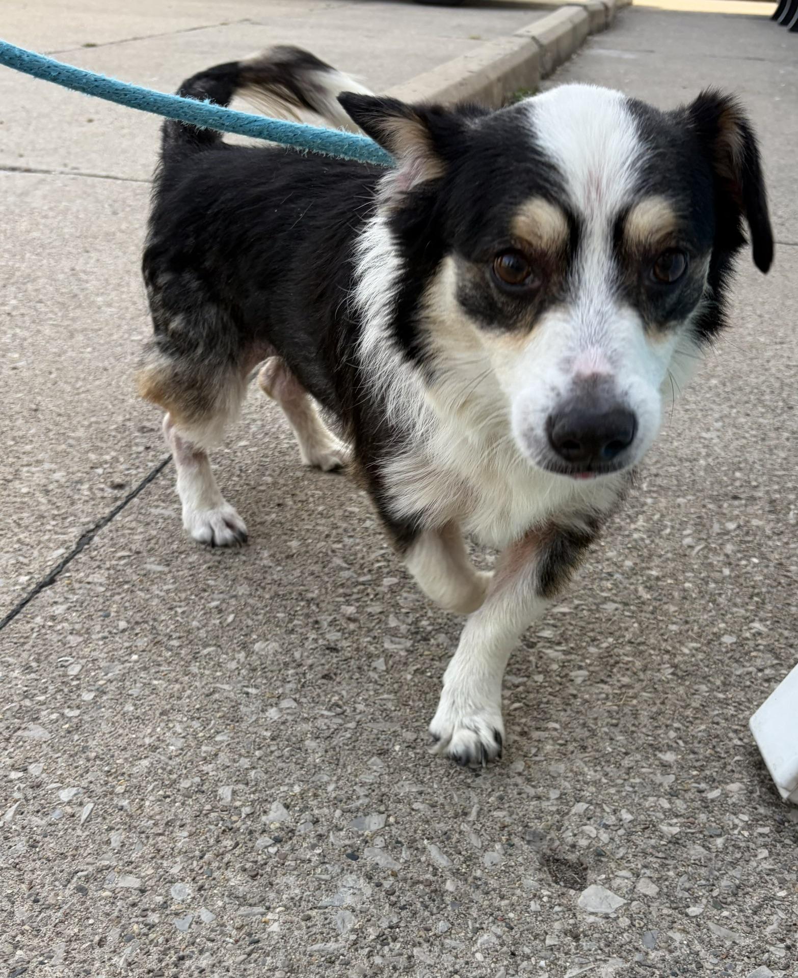 Enlarge RANGER (Rescue welcome), an adopted mixed breed in Wyandotte, MI image 2/2