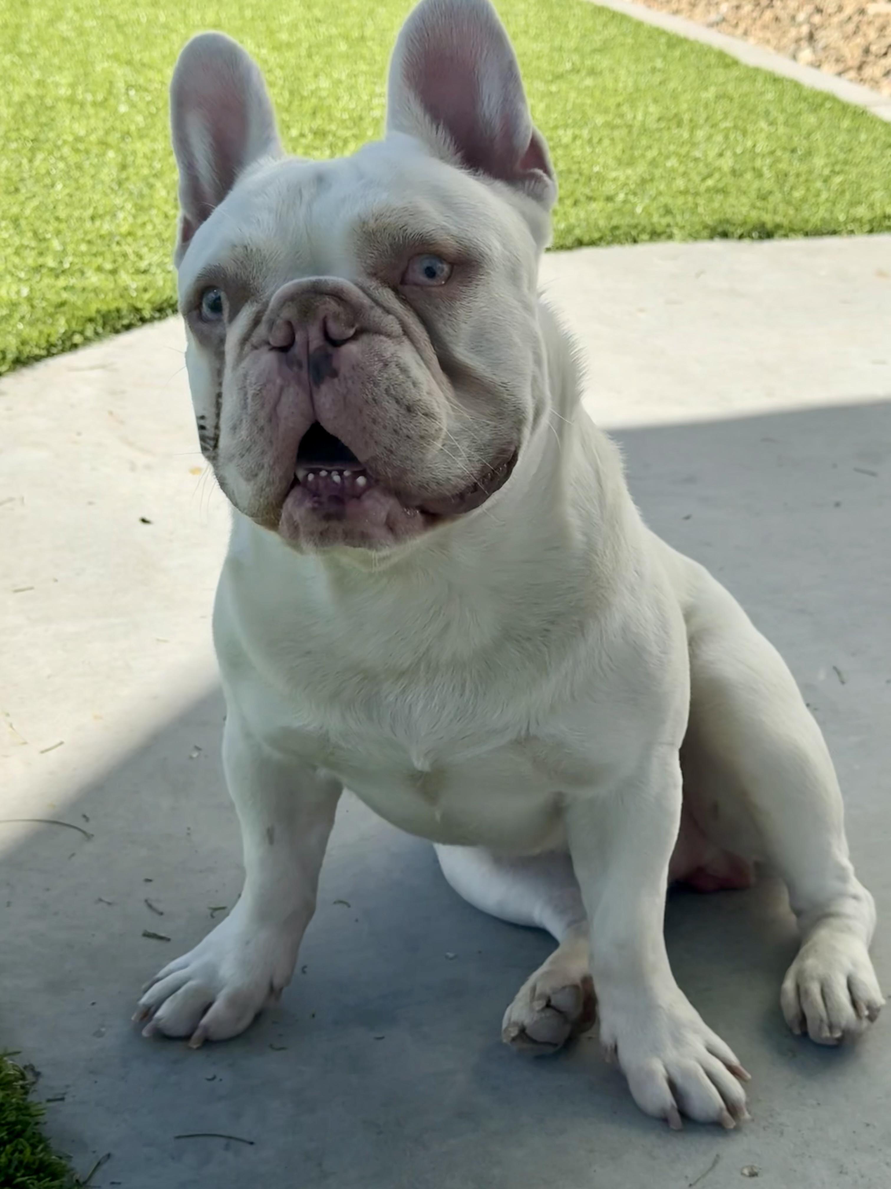 Enlarge Ralph, a ADOPTABLE French Bulldog in Henderson, NV image 2/2