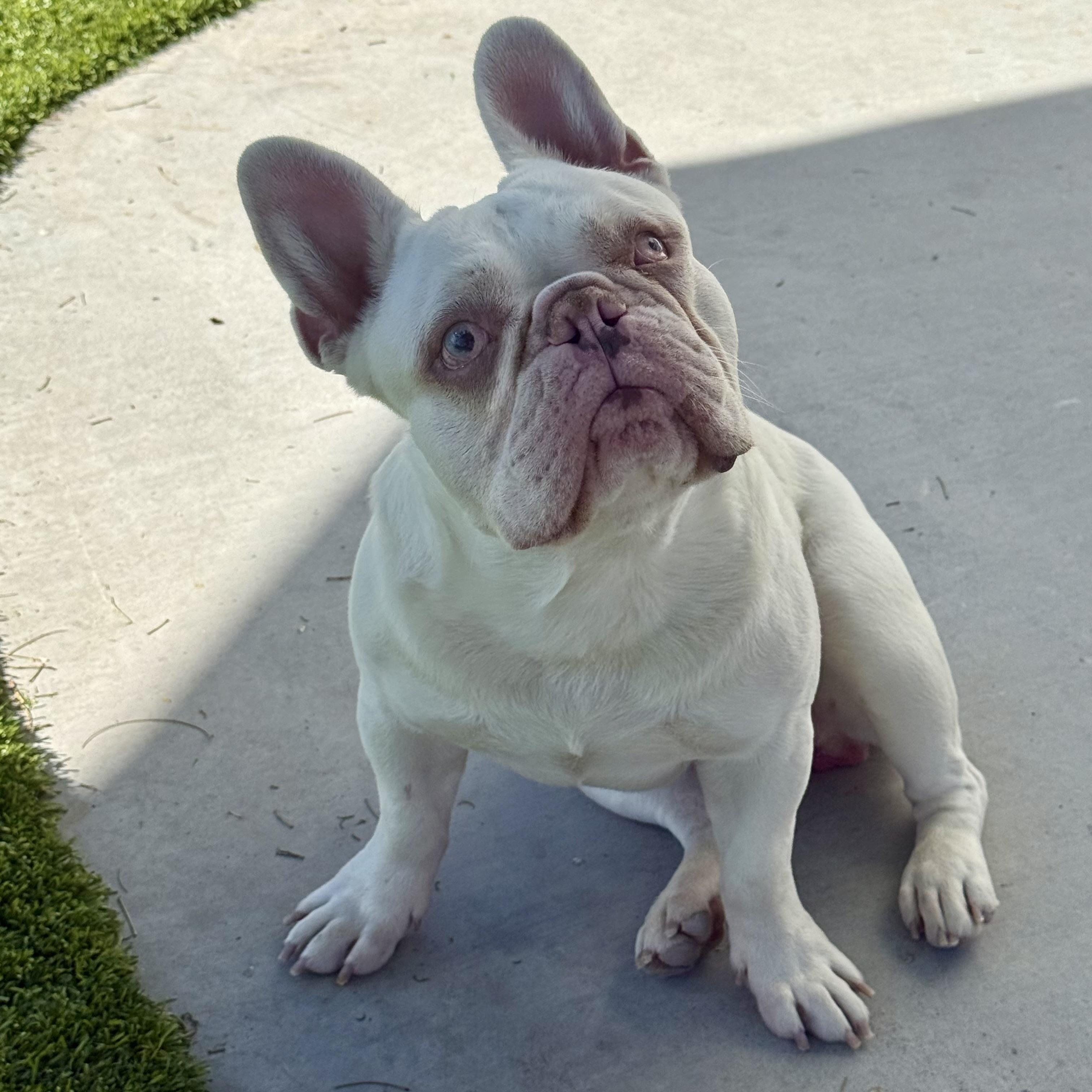 Ralph, ADOPTABLE, Young Male French Bulldog.
