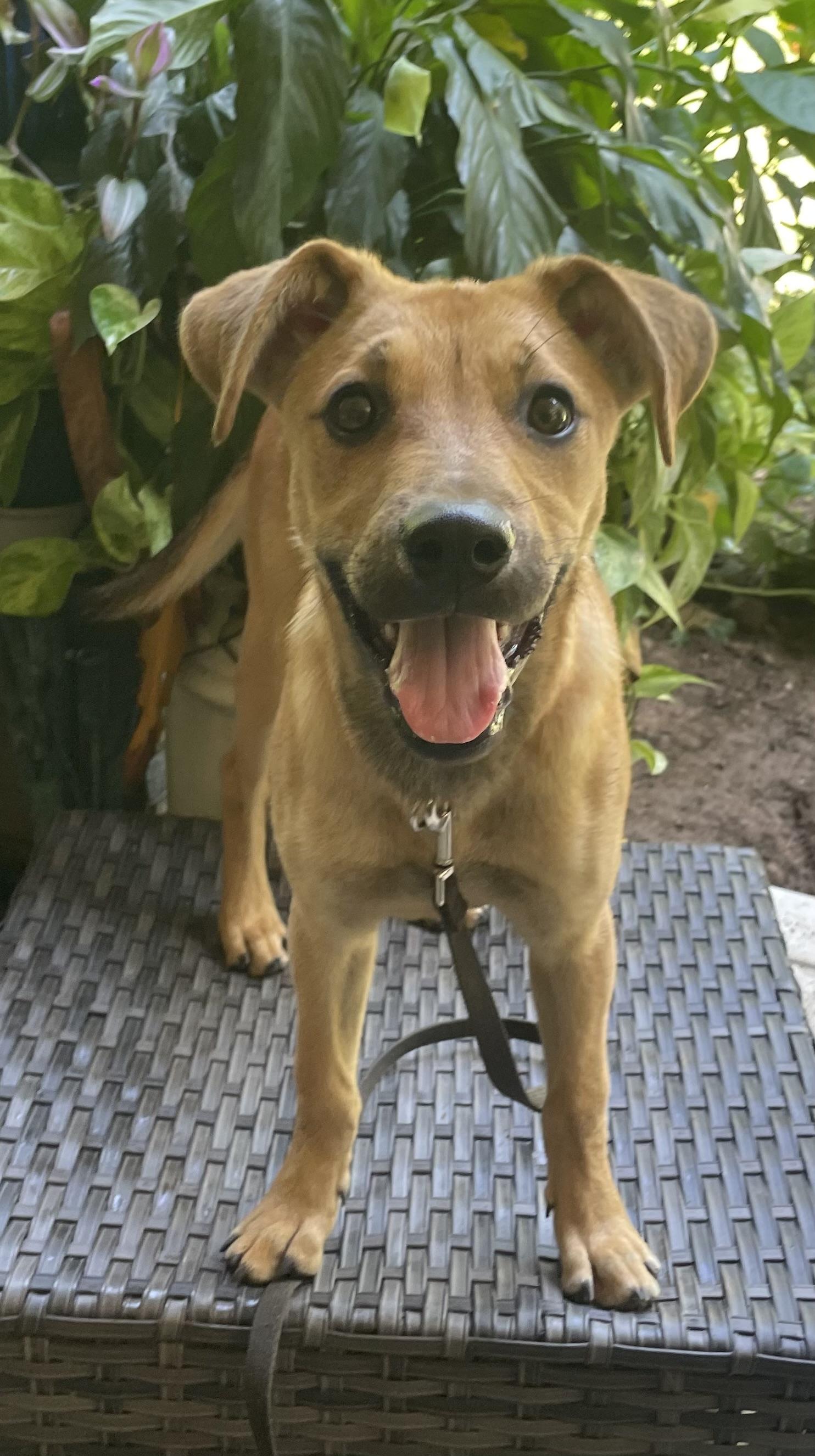 Tilly, a ADOPTABLE mixed breed in Granby, MA image 3/4