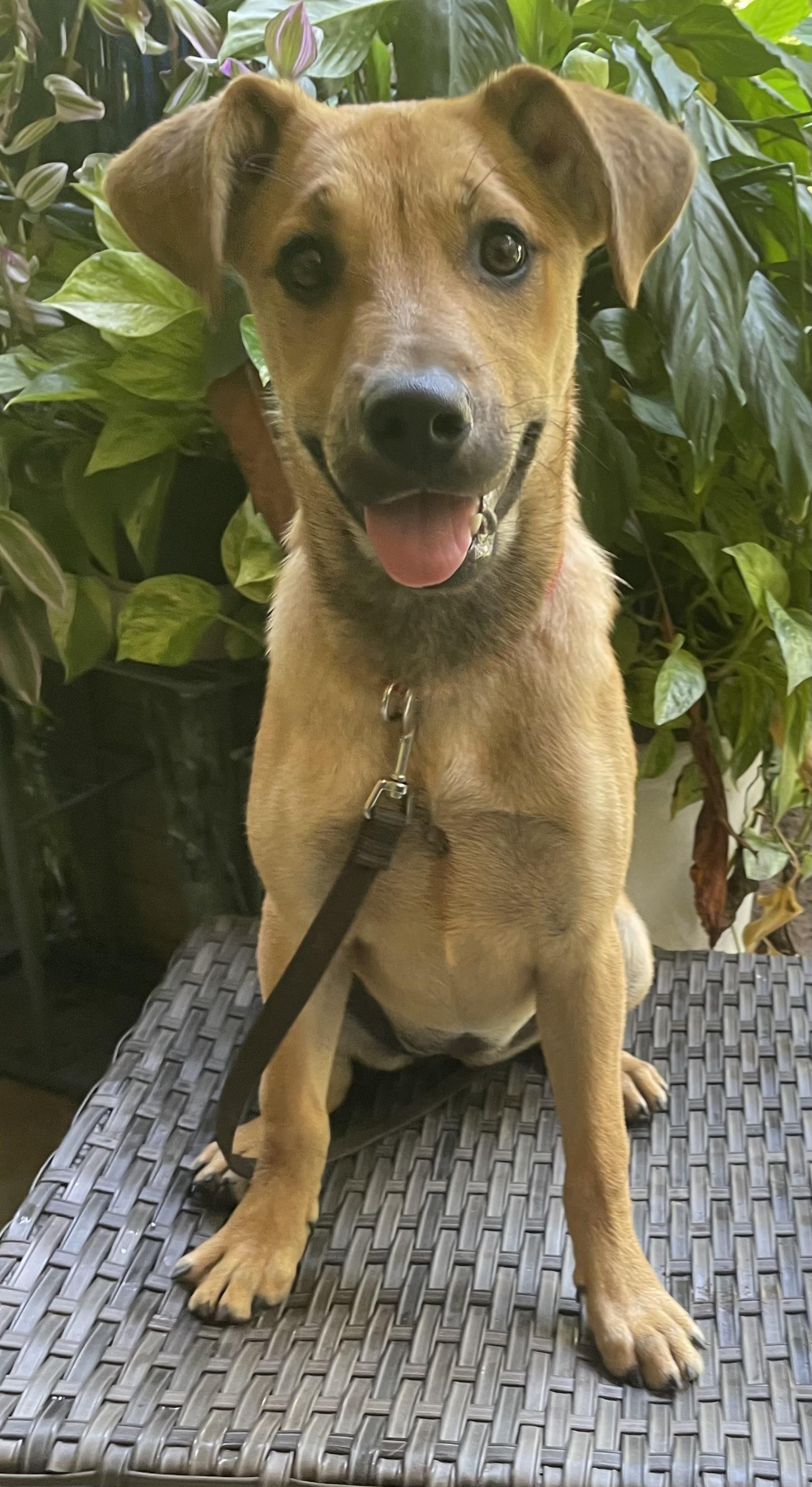 Tilly, ADOPTABLE, Puppy Female German Shepherd Dog.