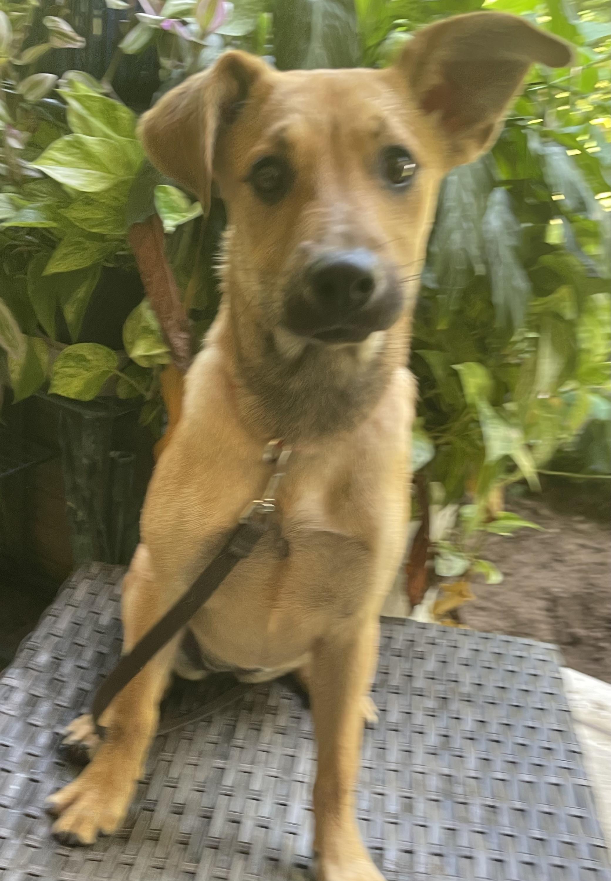 Tilly, a ADOPTABLE mixed breed in Granby, MA image 4/4