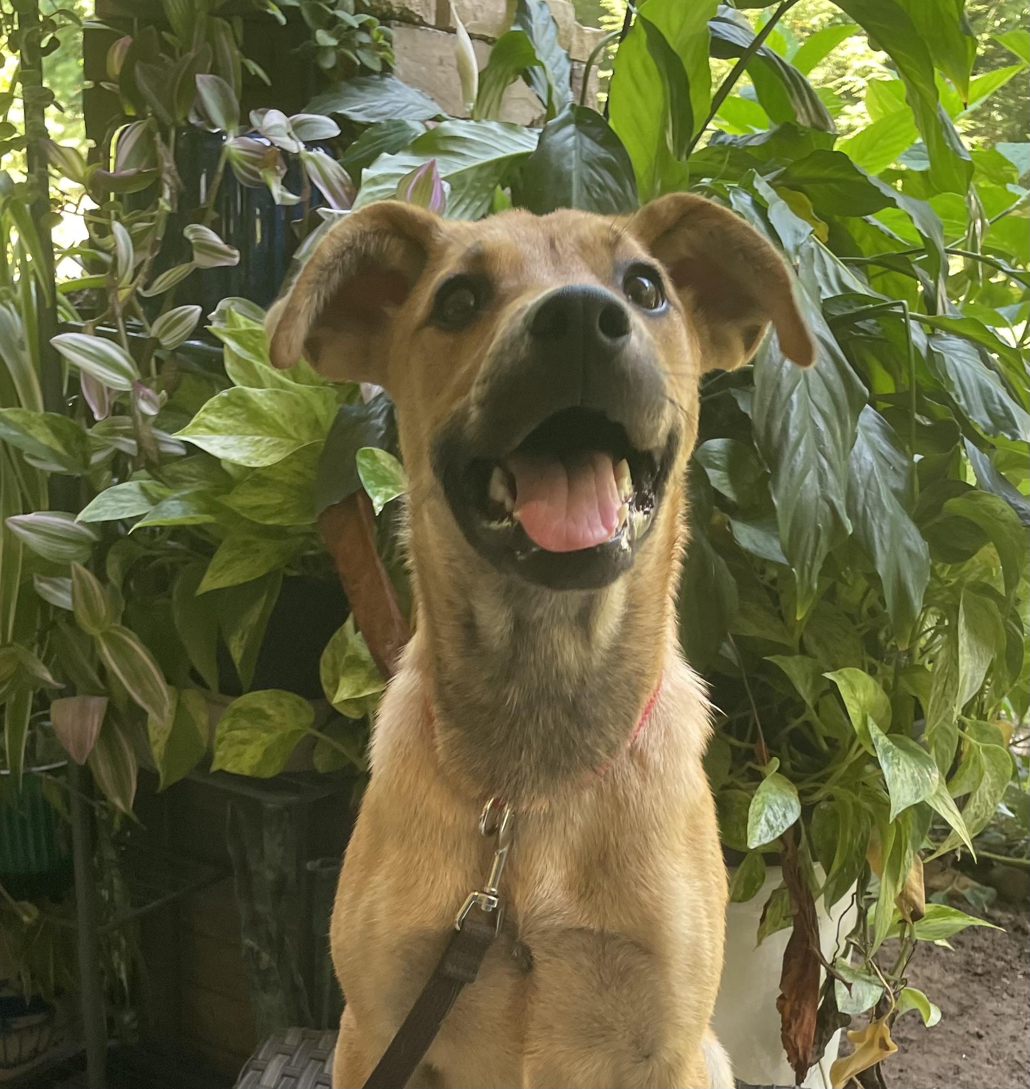 Tilly, a ADOPTABLE mixed breed in Granby, MA image 2/4