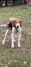Enlarge Hazel, a Adoptable Coonhound in Owenton, KY image 1/1