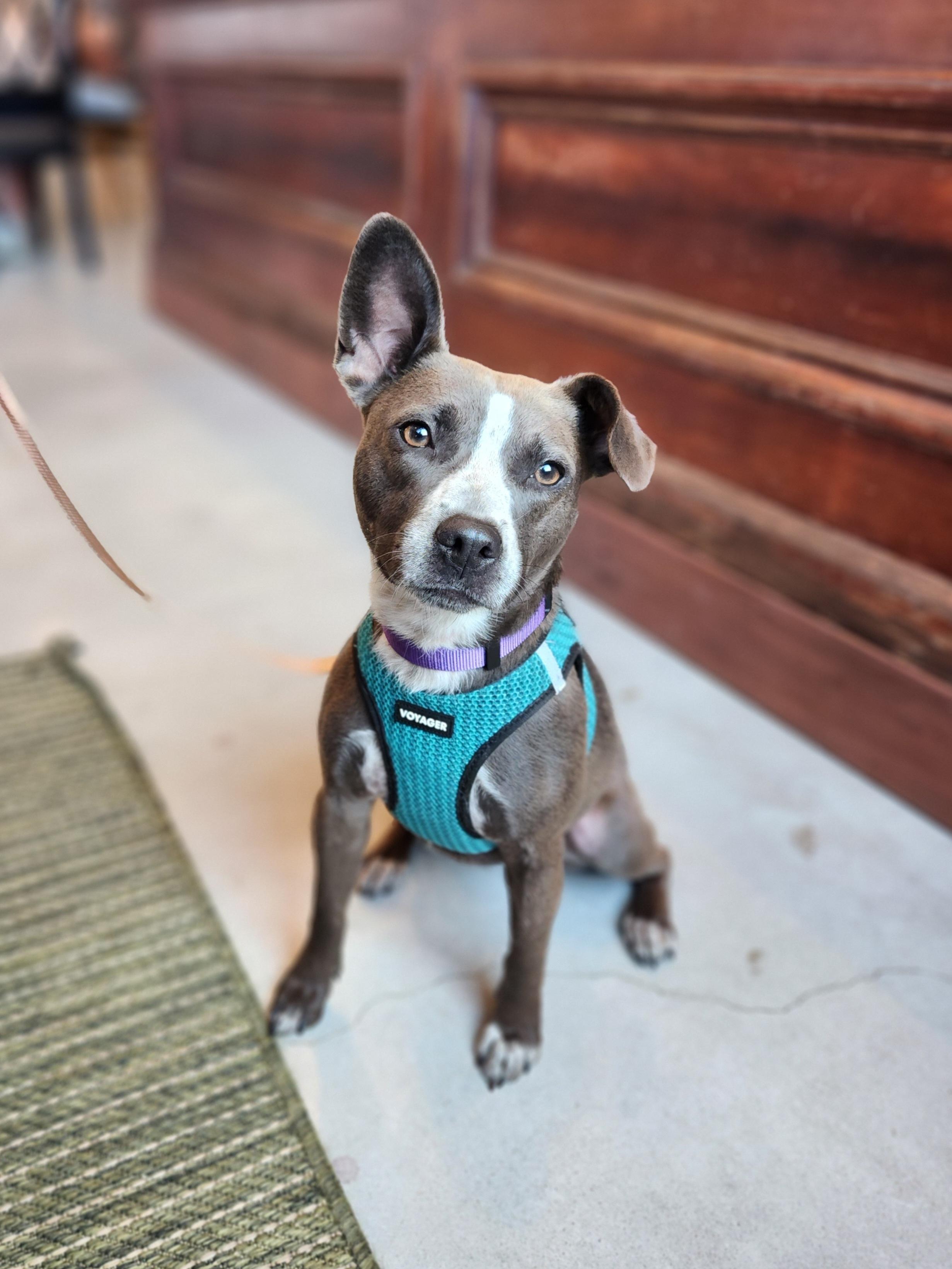 Enlarge Elsie, a Adoptable mixed breed in Killeen, TX image 1/6