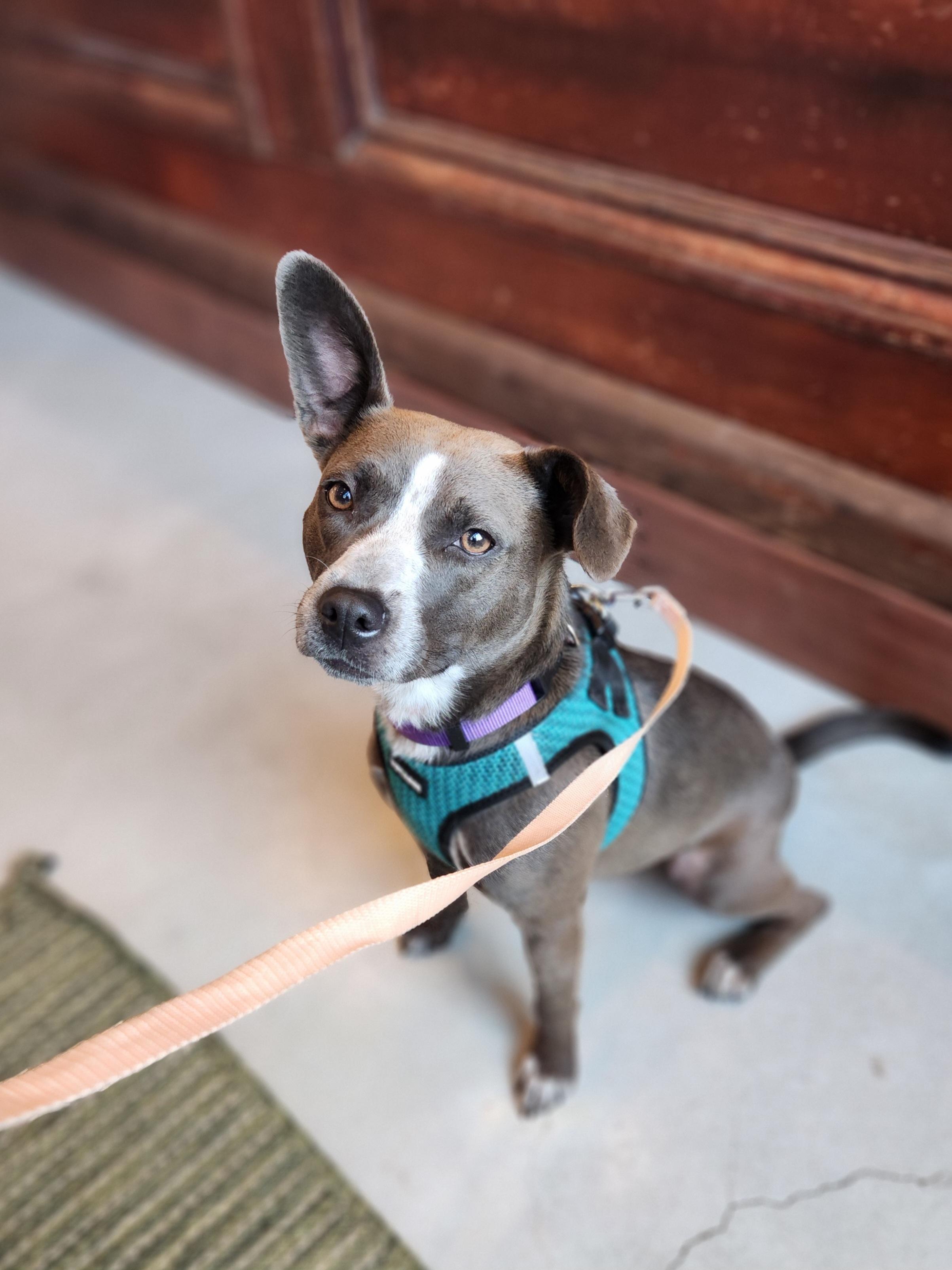 Enlarge Elsie, a Adoptable mixed breed in Killeen, TX image 4/6