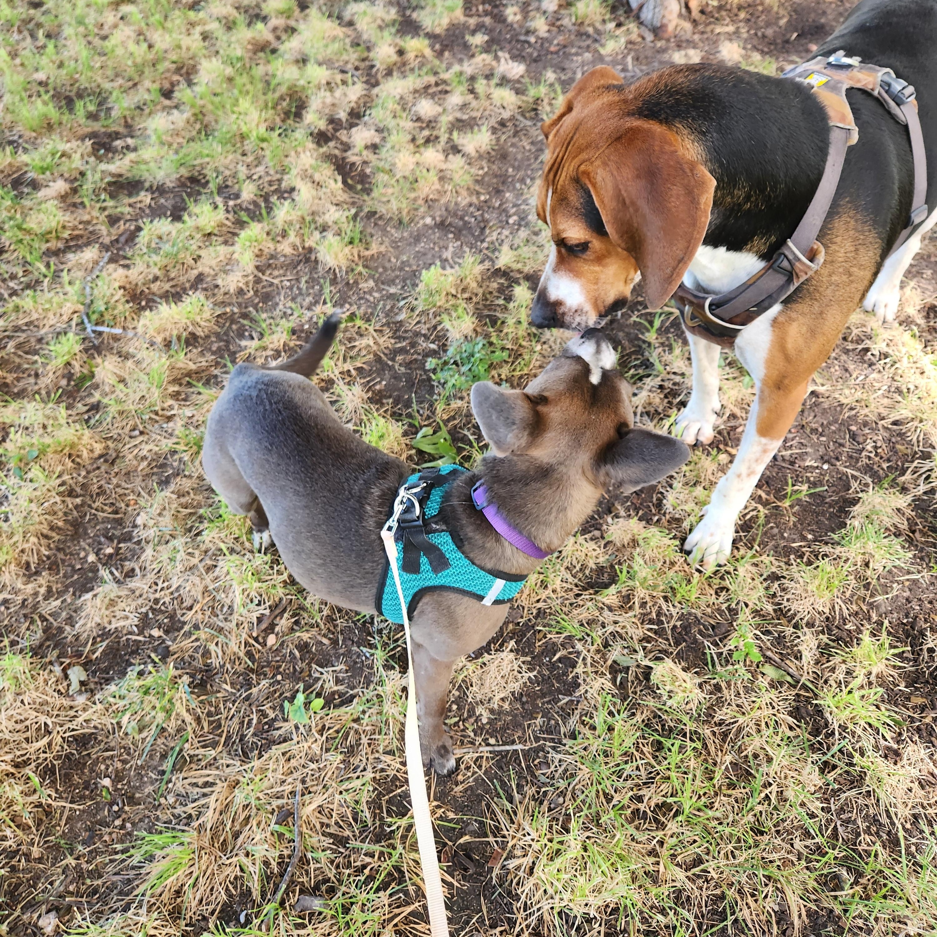 Enlarge Elsie, a Adoptable mixed breed in Killeen, TX image 3/6