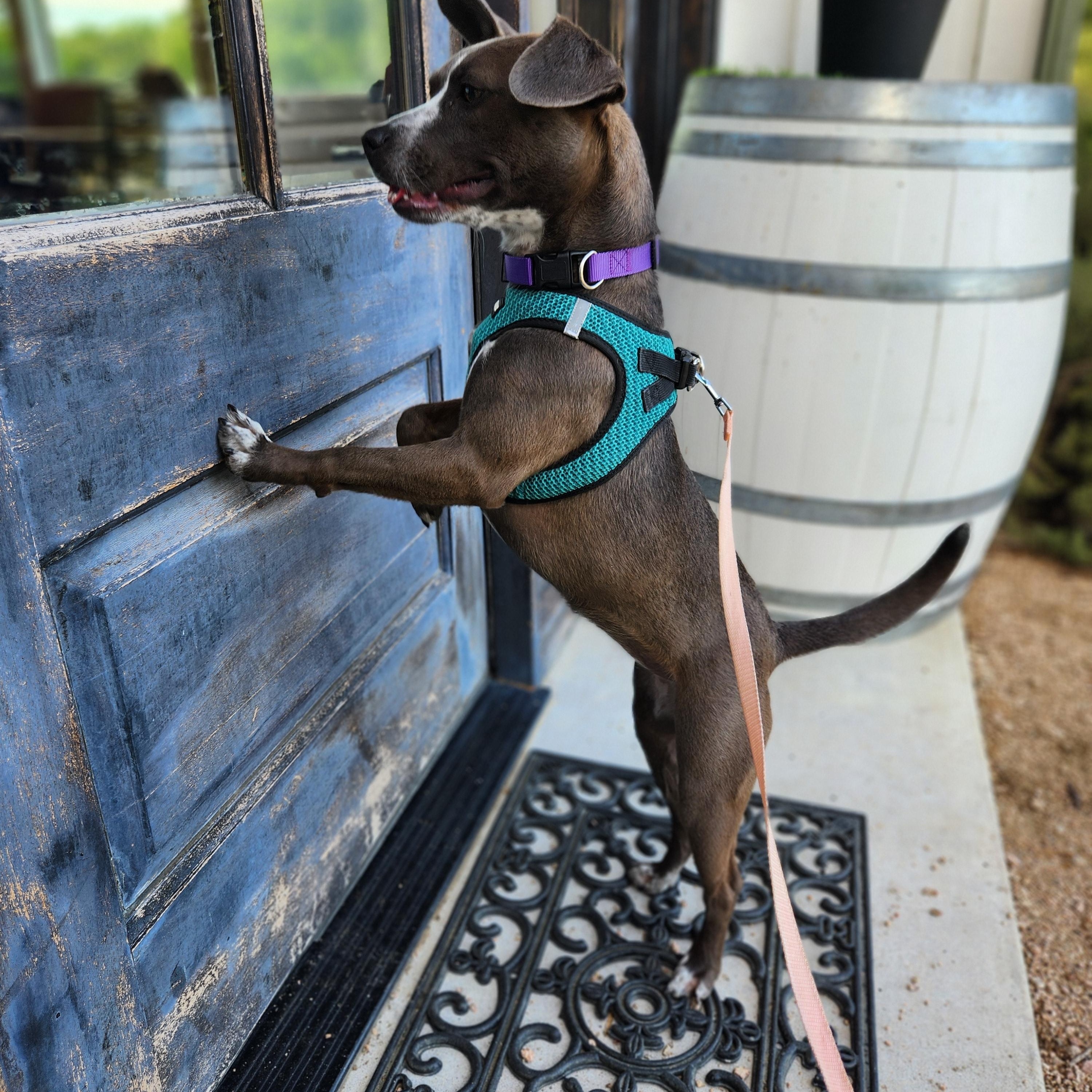 Enlarge Elsie, a Adoptable mixed breed in Killeen, TX image 6/6