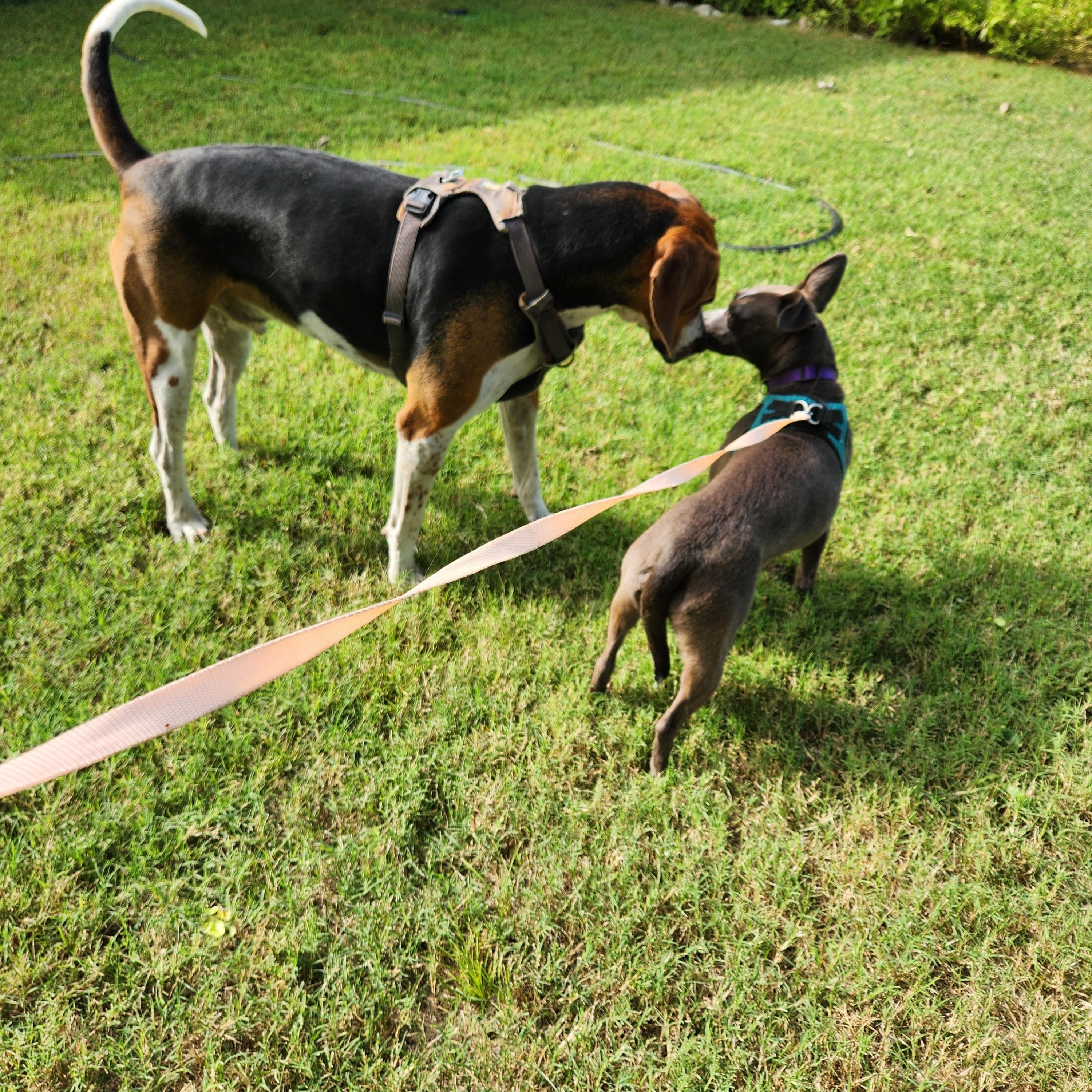Enlarge Elsie, a Adoptable mixed breed in Killeen, TX image 5/6