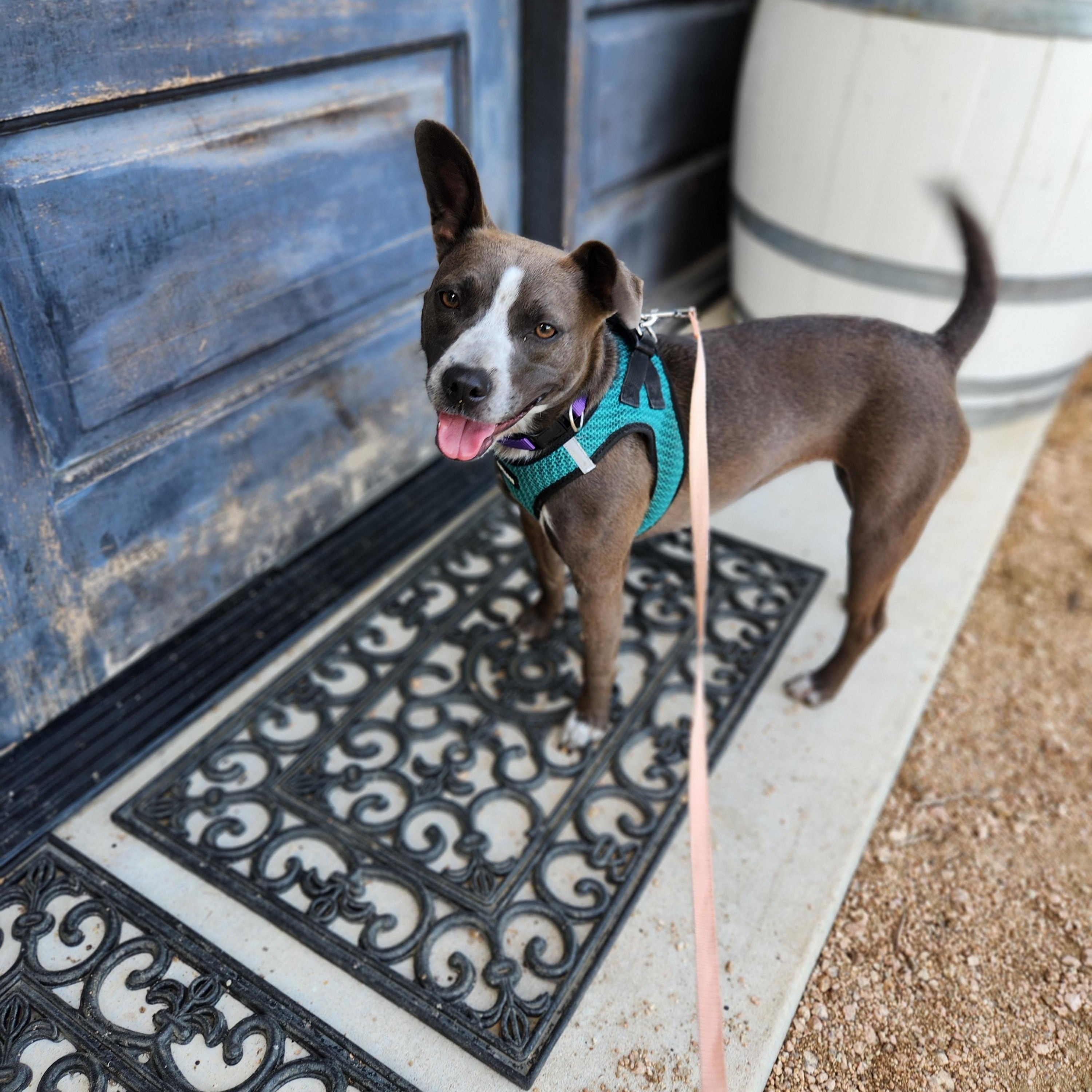 Enlarge Elsie, a Adoptable mixed breed in Killeen, TX image 2/6