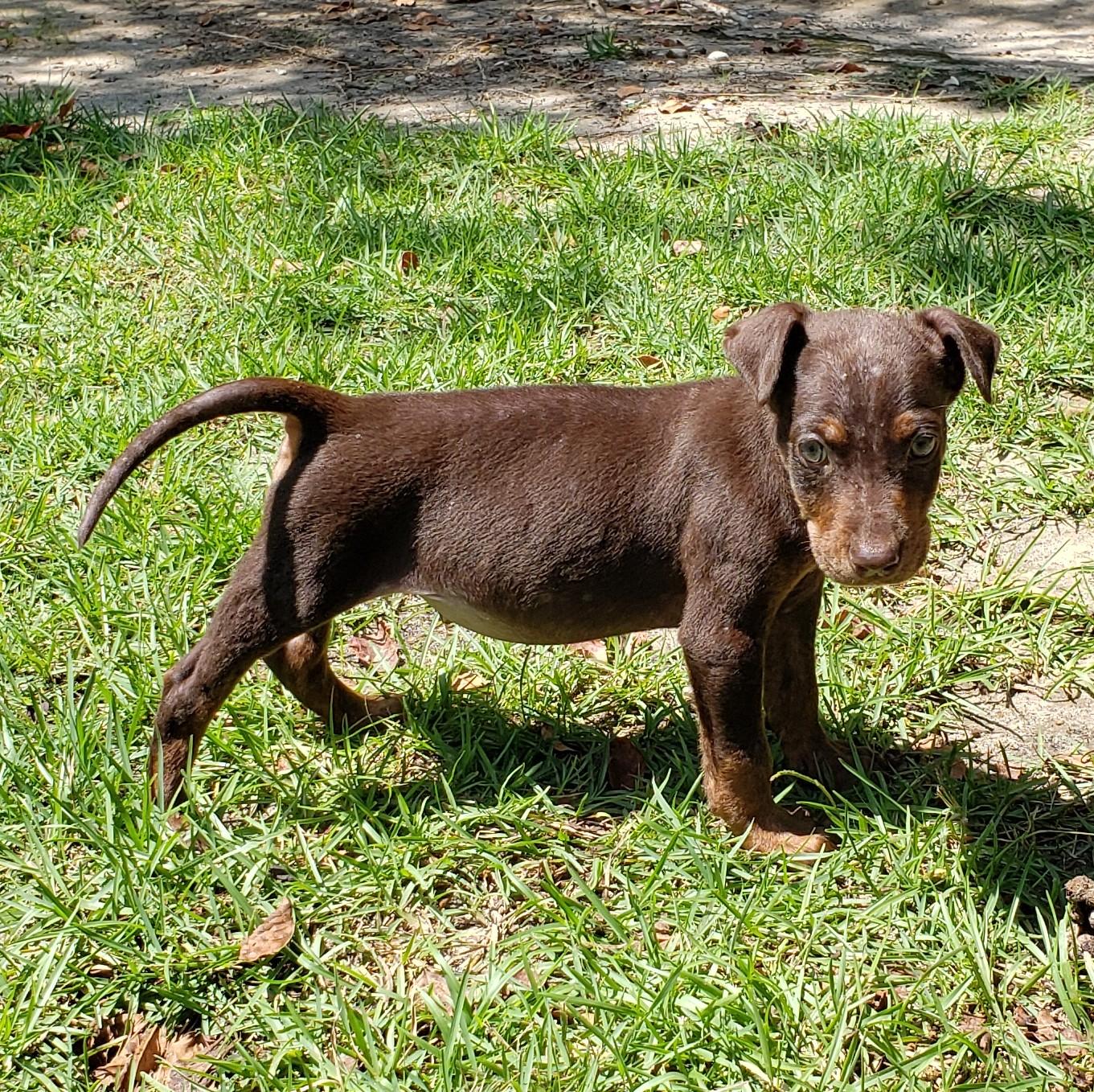 Peanut