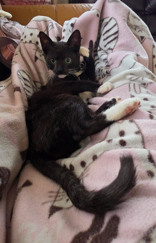 Doodle, Adoptable, Kitten Female Domestic Short Hair.