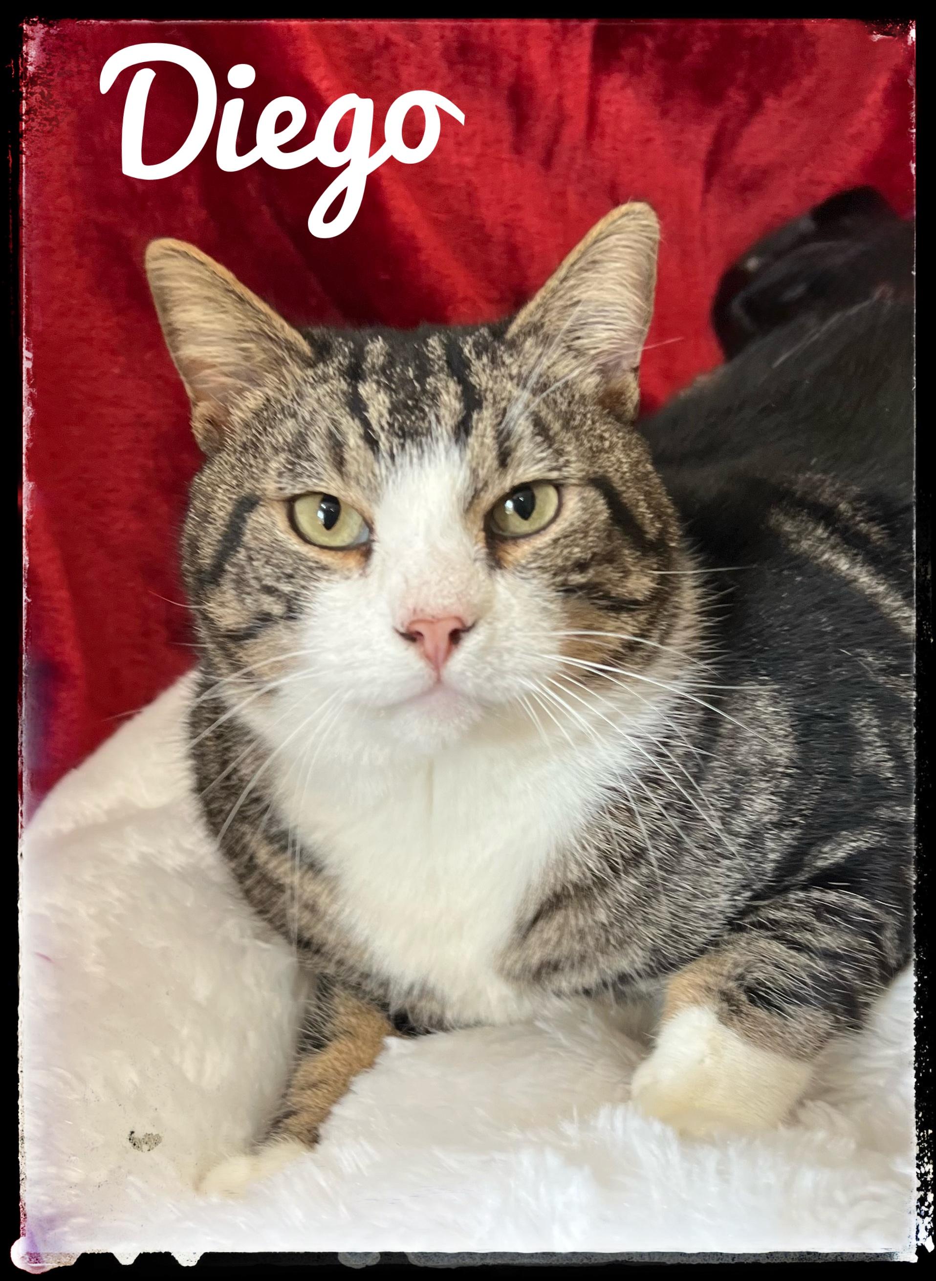 Enlarge Diego, a Adoptable Domestic Short Hair in El Cajon, CA image 1/1